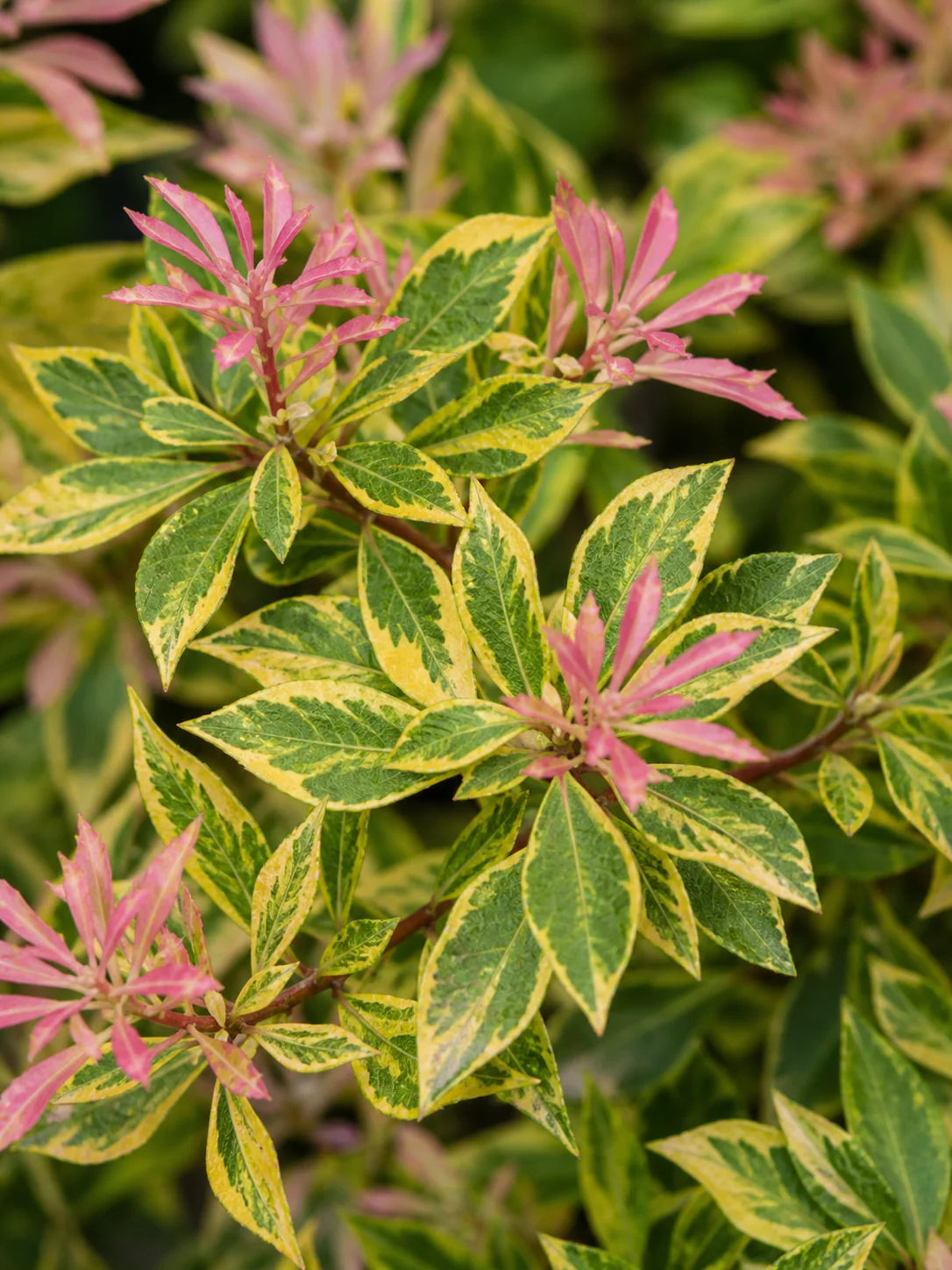 Abélia Grandiflora 'Kaléidoscope' - Image 2