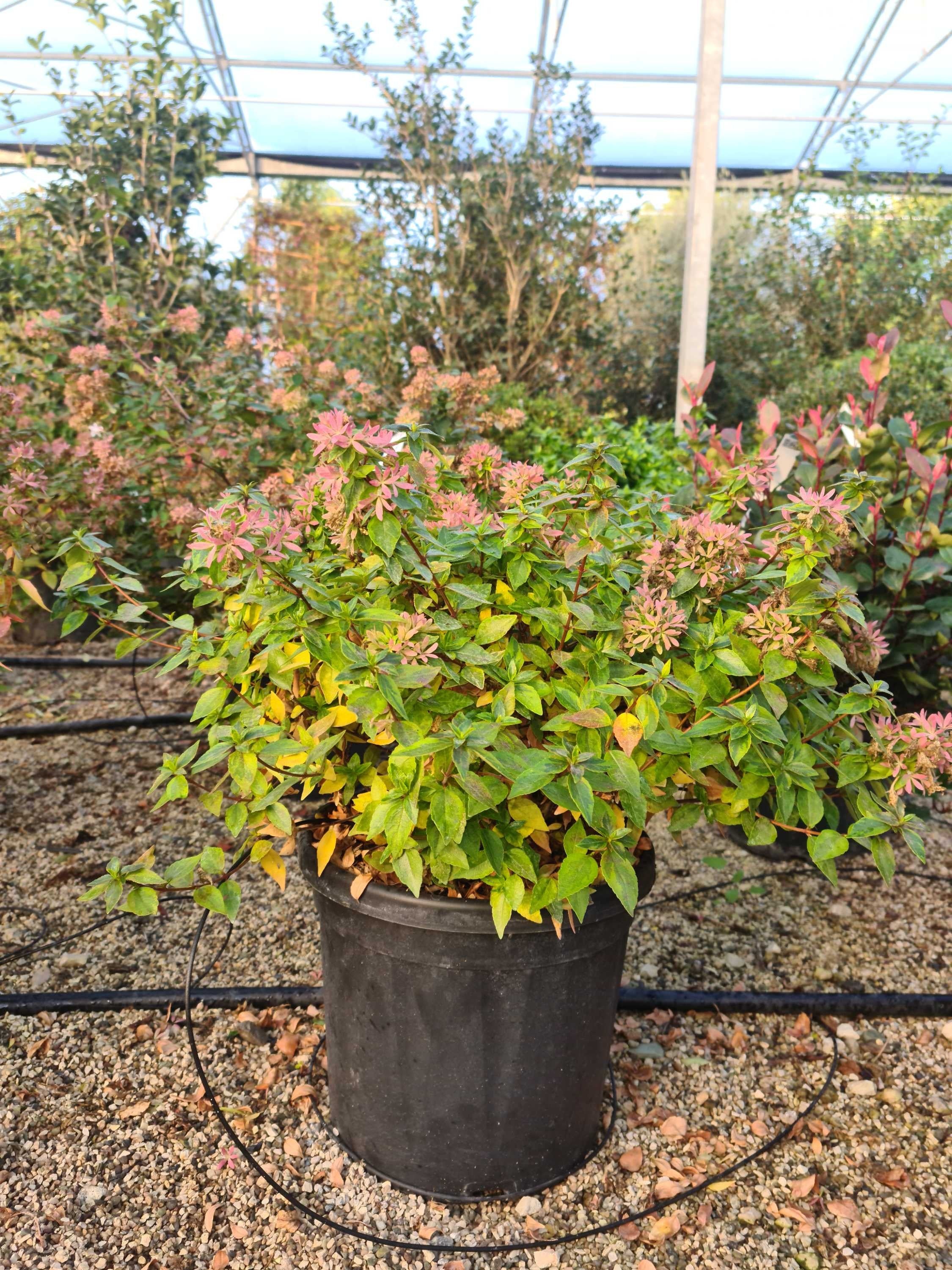 Abélia Grandiflora 'Kaléidoscope' - Image 3