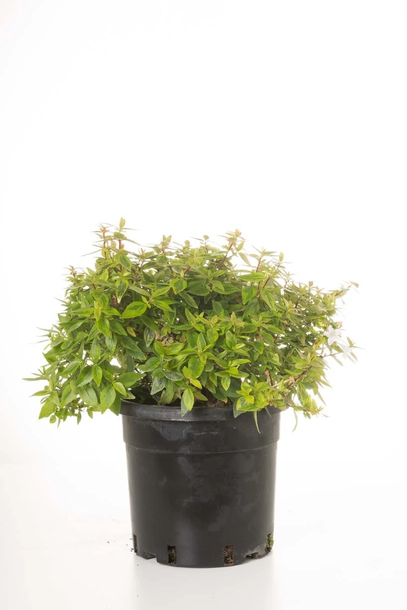 Abélia Grandiflora 'Kaléidoscope' - Image 5