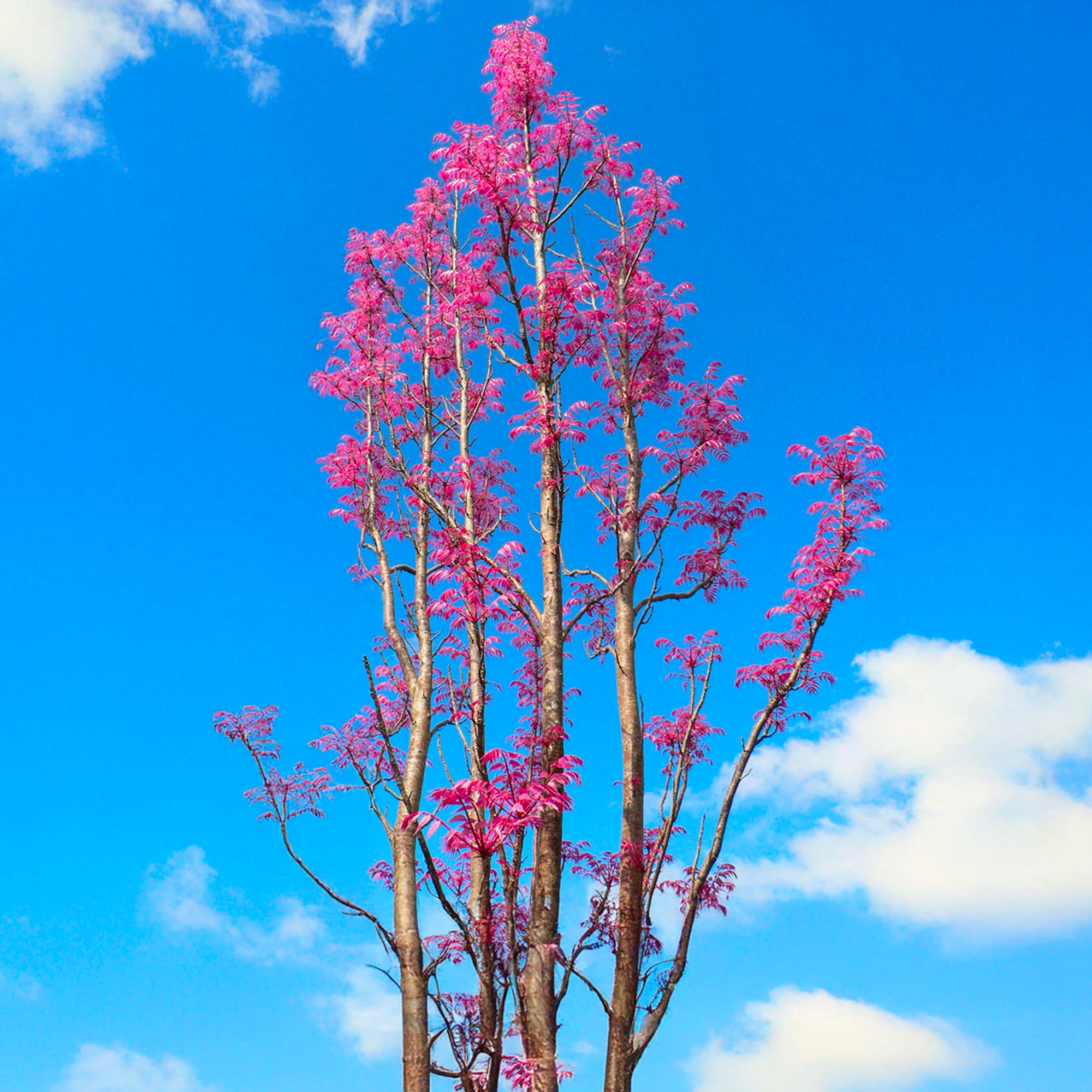 Acajou de Chine (Cederla Sinensis) - Image 5
