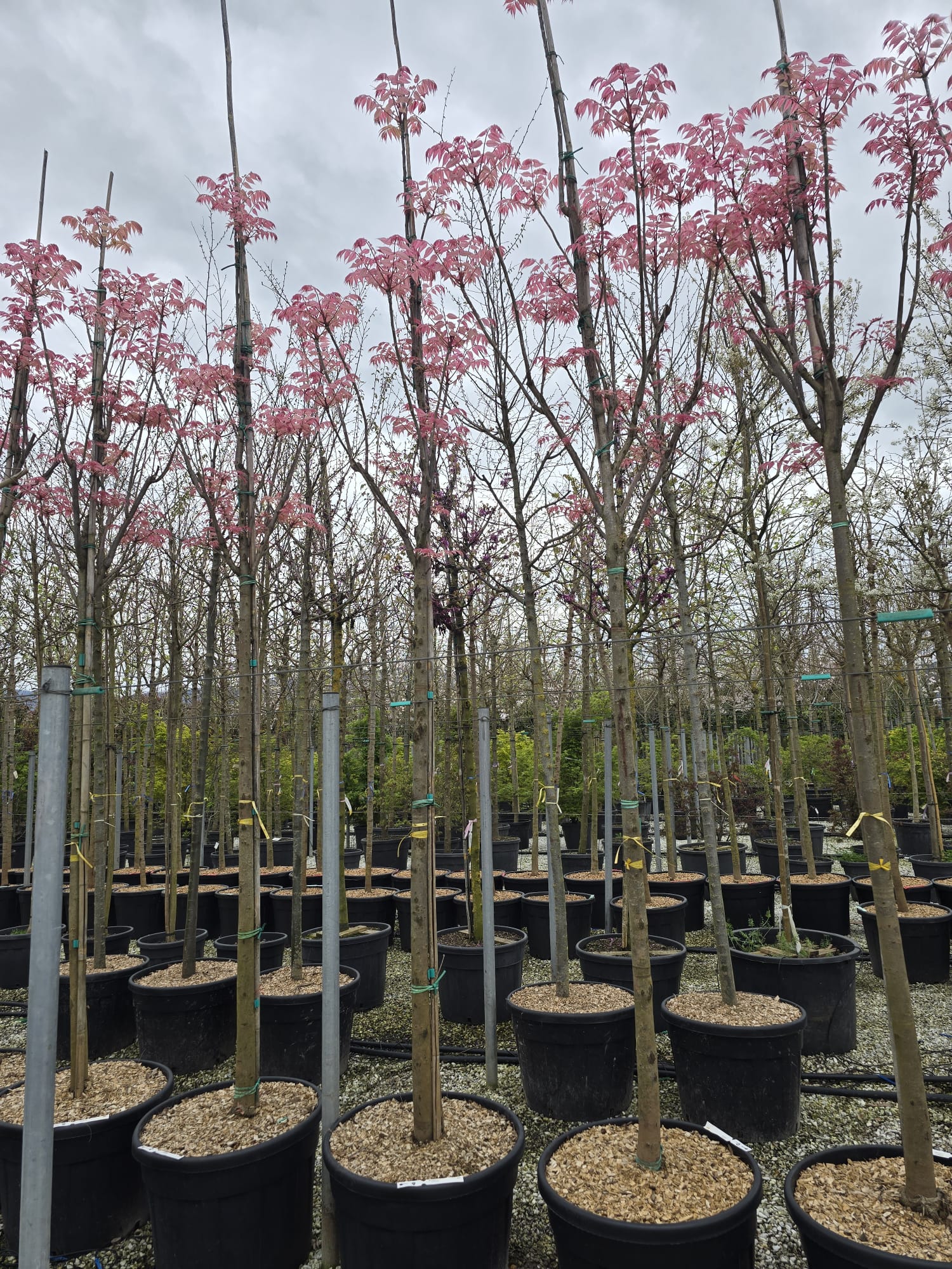 Acajou de Chine (Cederla Sinensis) - Image 7