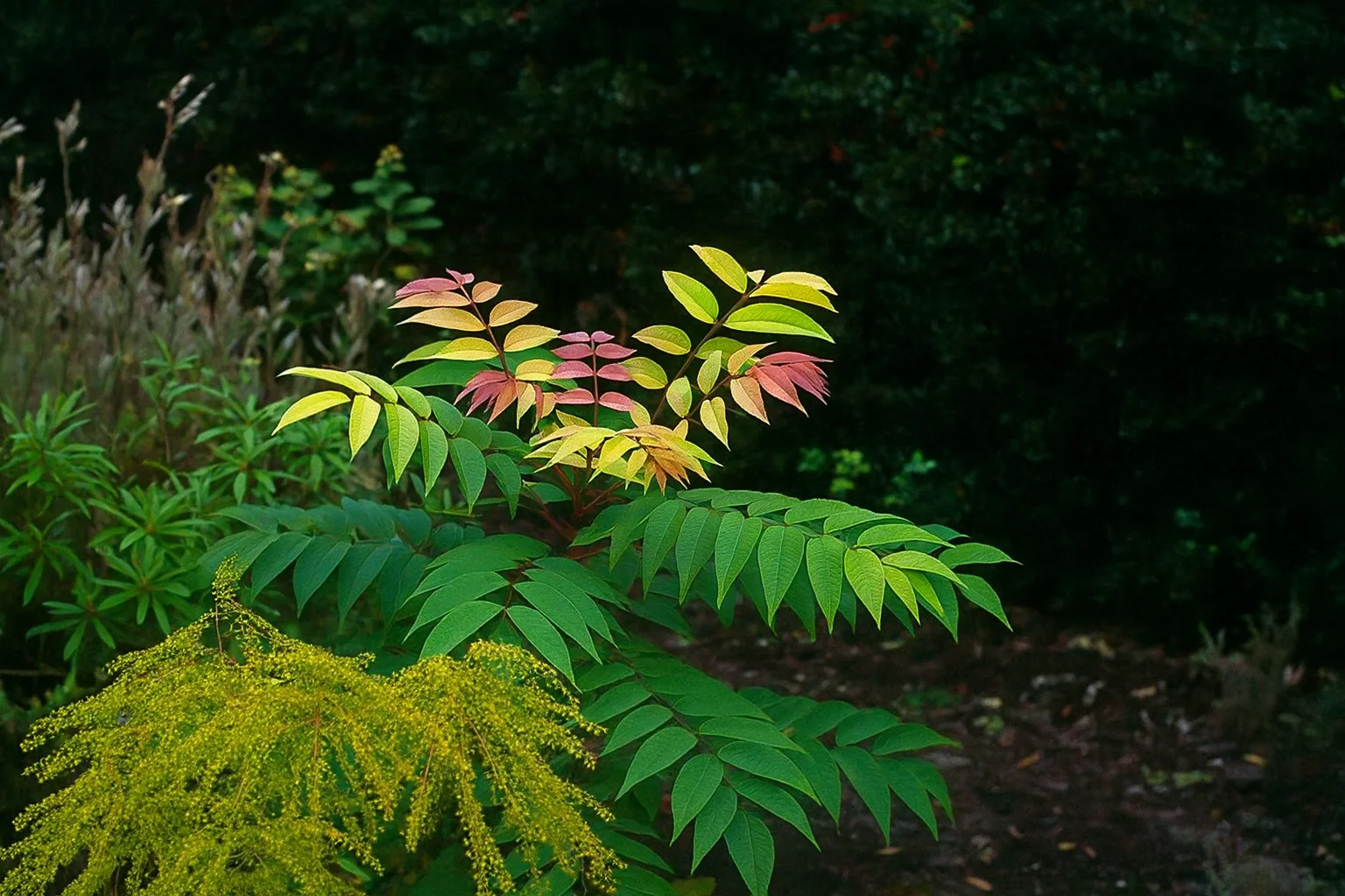 Acajou de Chine (Cederla Sinensis) - Image 9