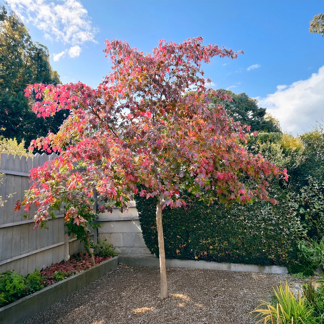 Érable Red flamingo (Acer Conspicuum) - Image 3