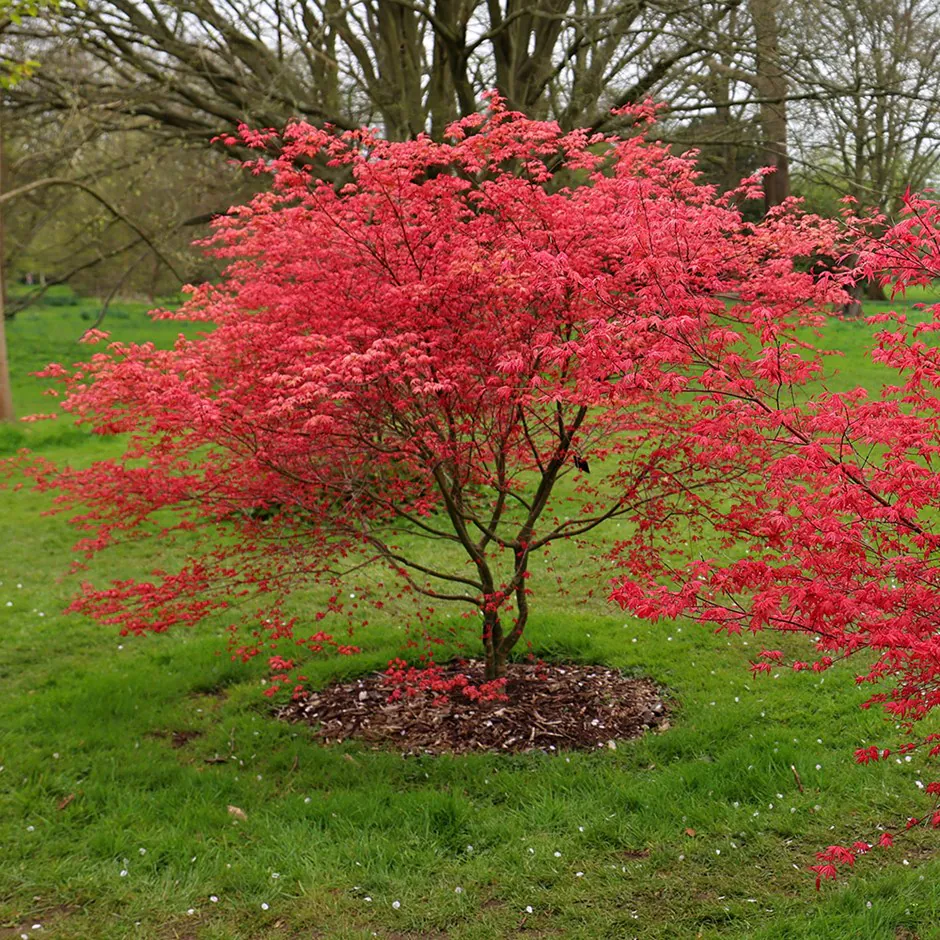 Acer Palmatum 'Beni Maiko' - Image 3