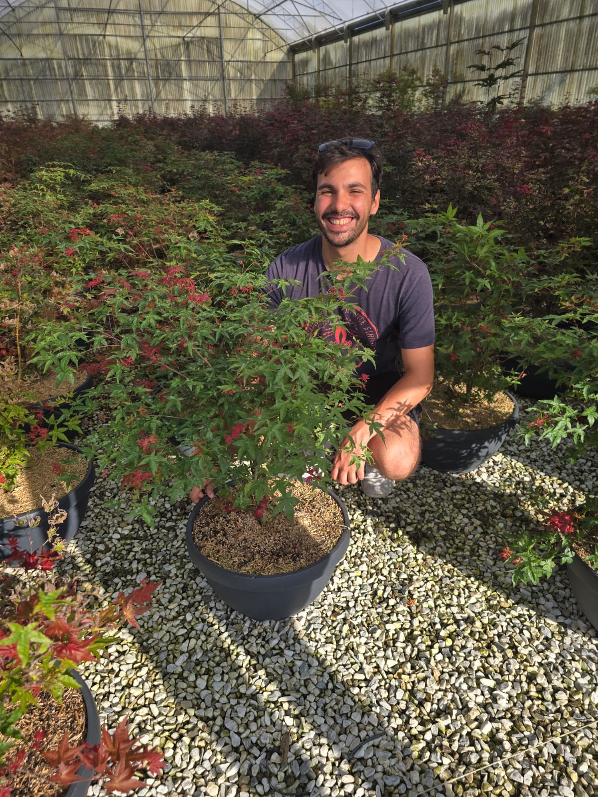 Acer Palmatum 'Beni Maiko' - Image 4