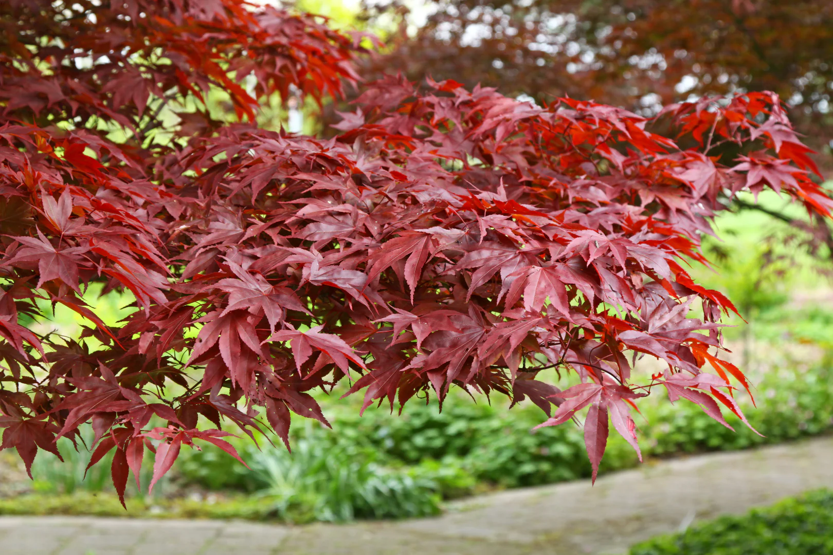 Miniature 2