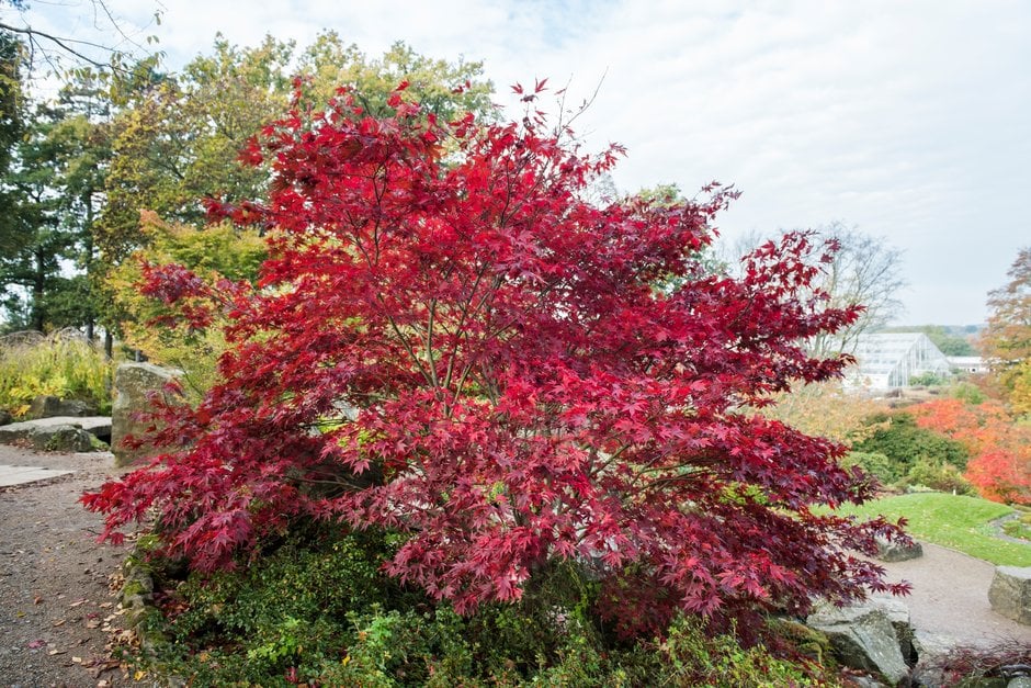 Acer Palmatum ‘Fireglow’ - Image 3