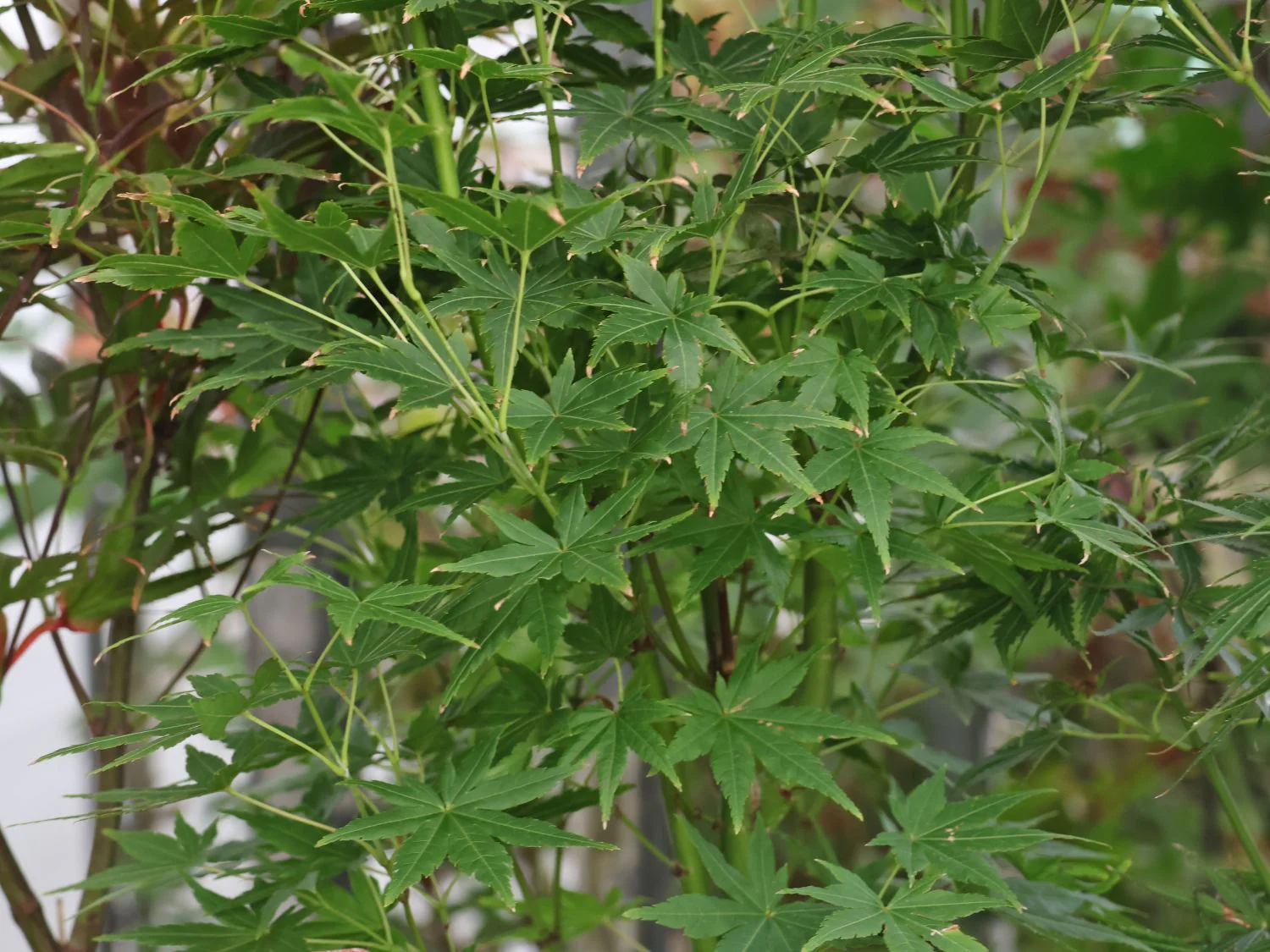 Acer Palmatum Going Green - Image 3