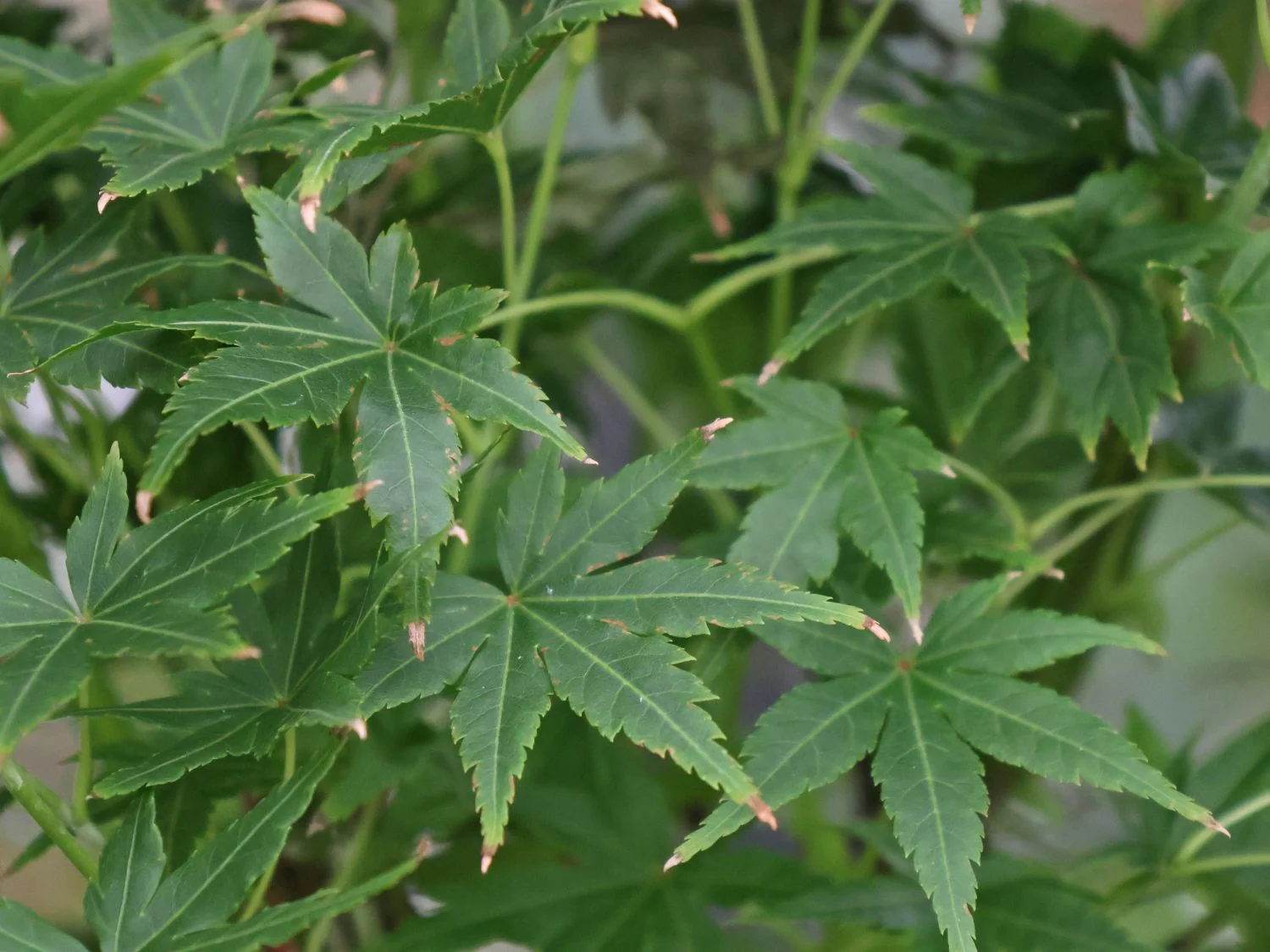 Acer Palmatum Going Green - Image 4