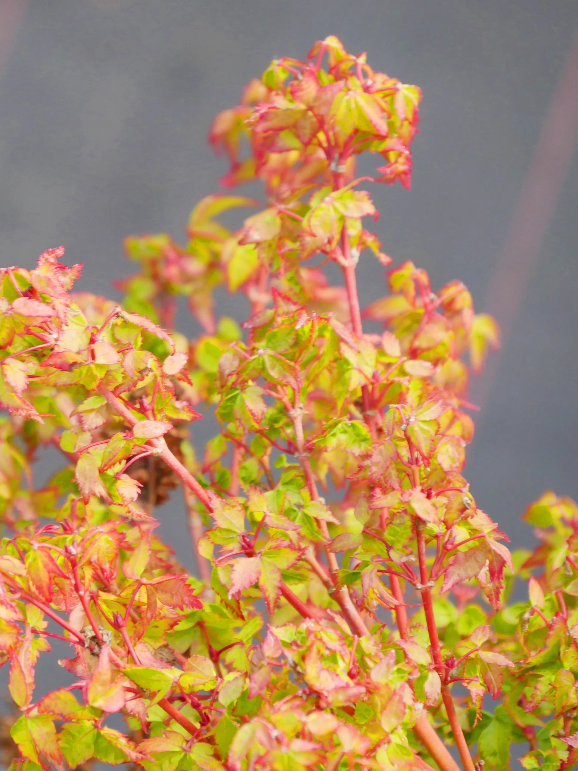 Acer Palmatum 'Little Princess' - Image 3