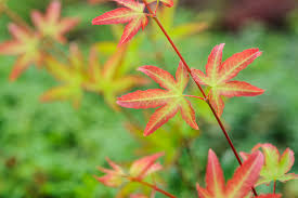 Acer Palmatum 'Little Princess' - Image 4