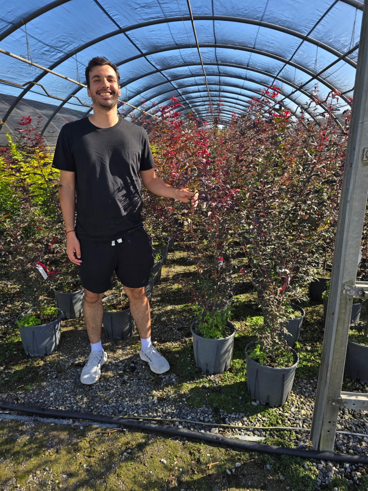 Acer Palmatum 'Little Red' - Image 4