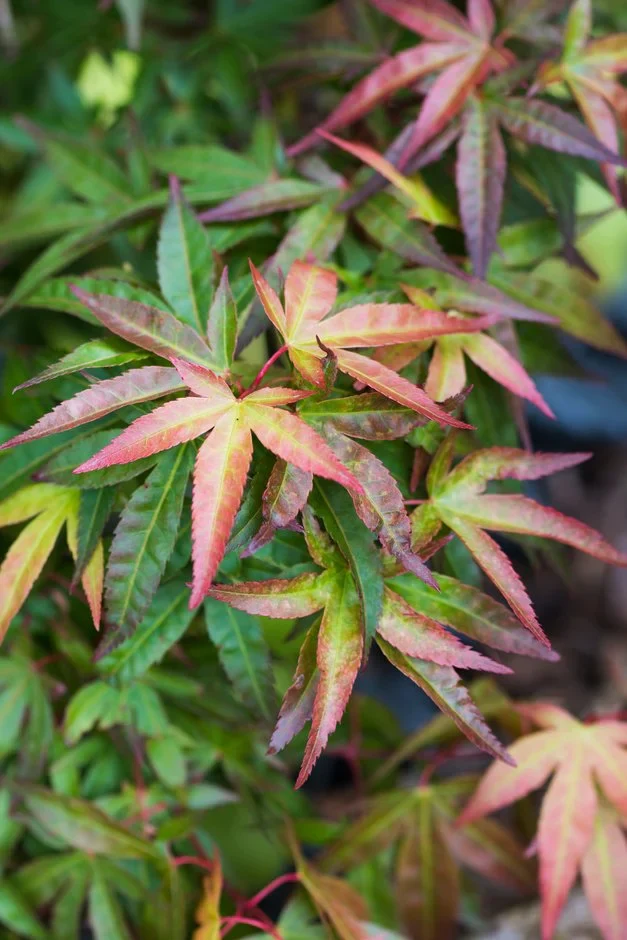 Acer Palmatum 'Redwine' - Image 3