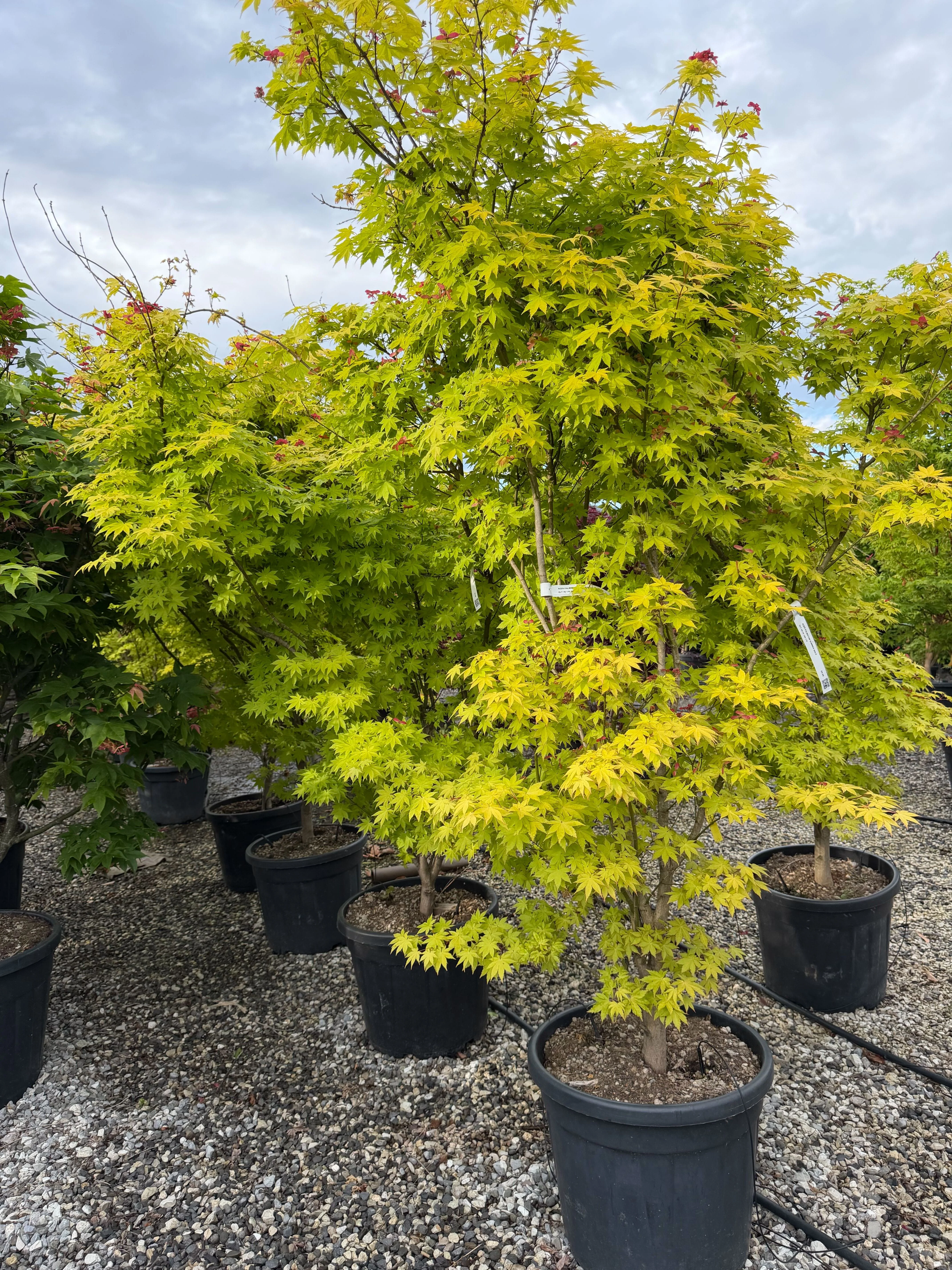 Acer palmatum Summer Gold - Image 3
