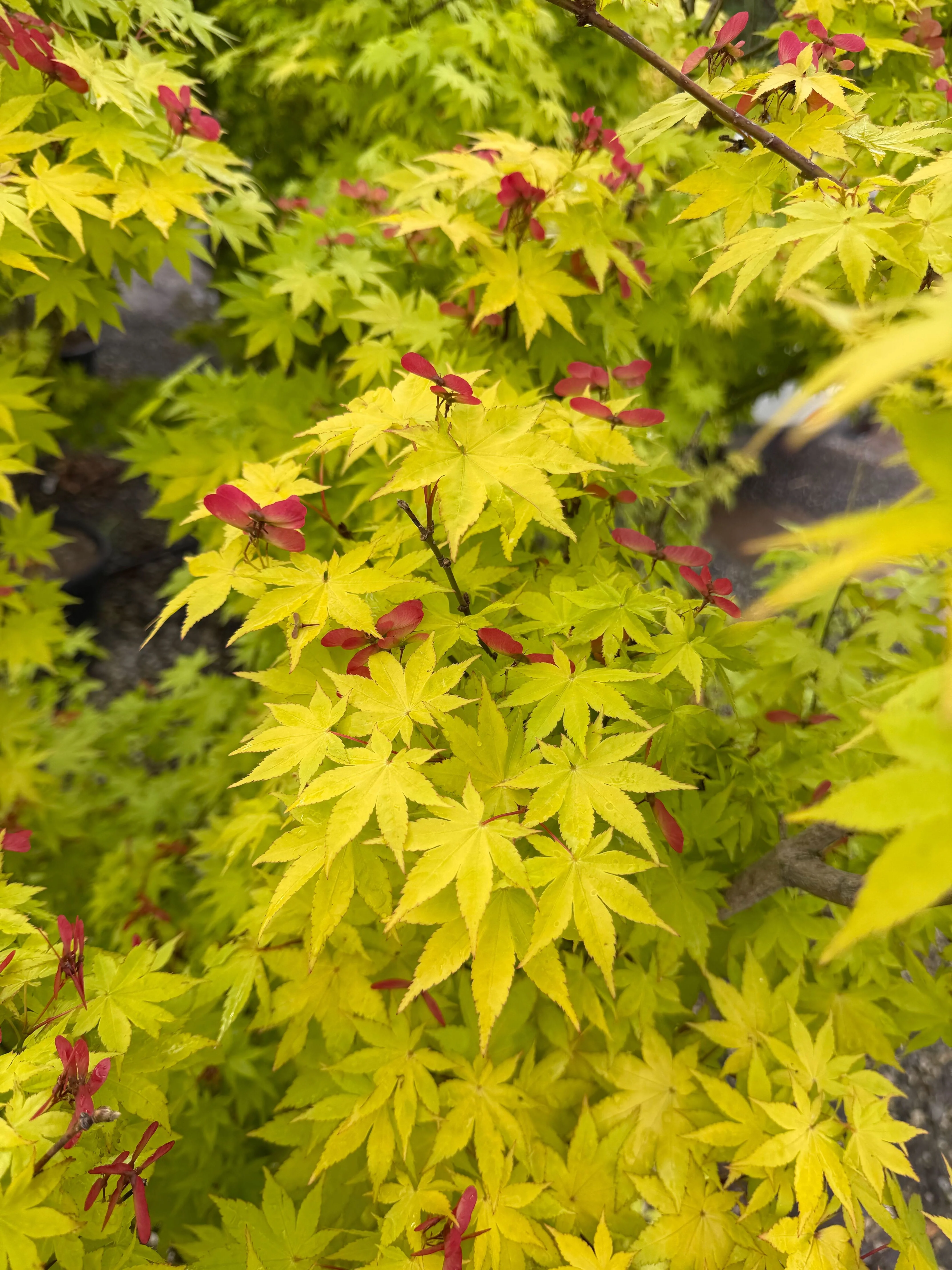 Acer palmatum Summer Gold - Image 4