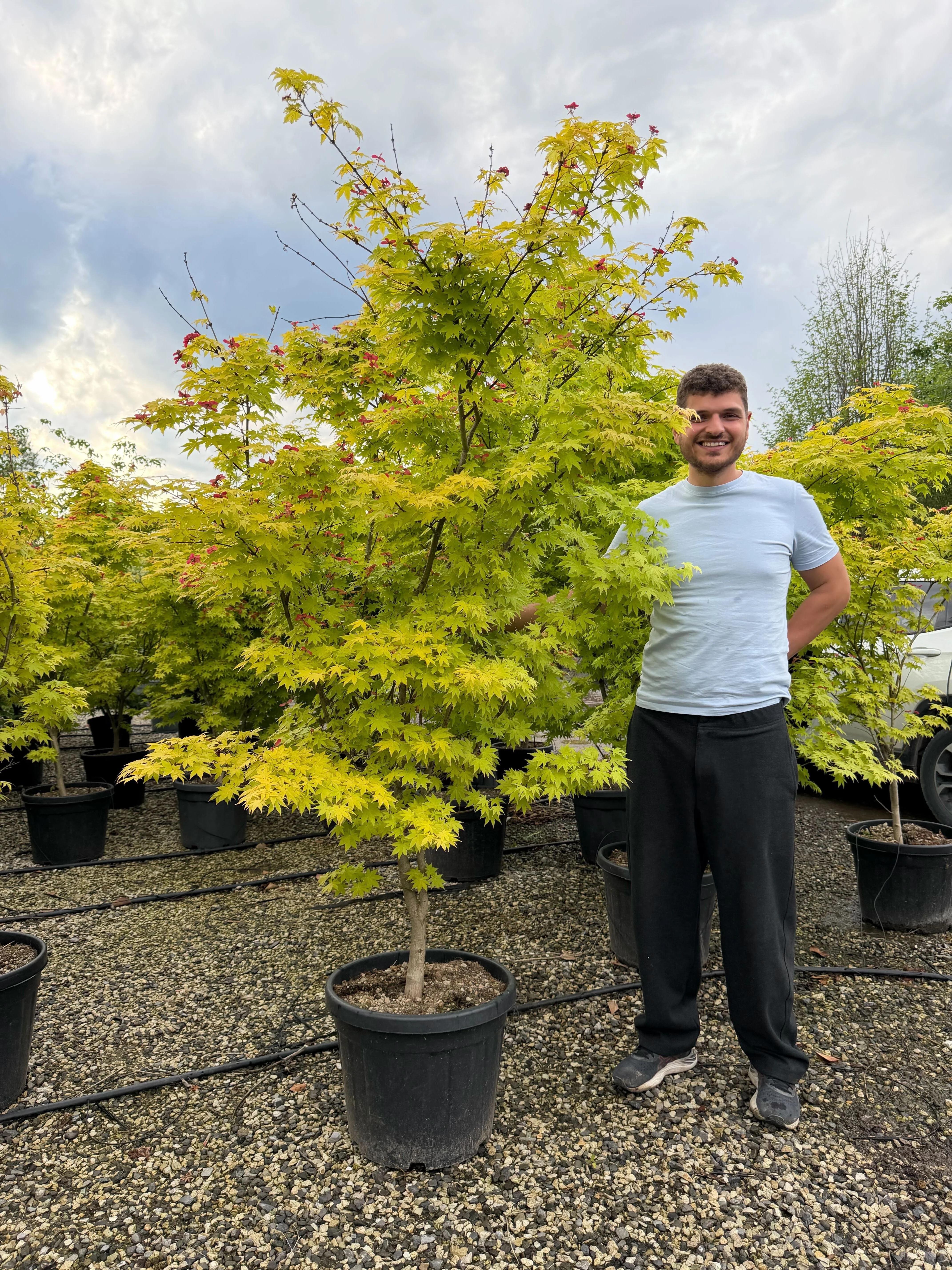 Acer palmatum Summer Gold - Image 5