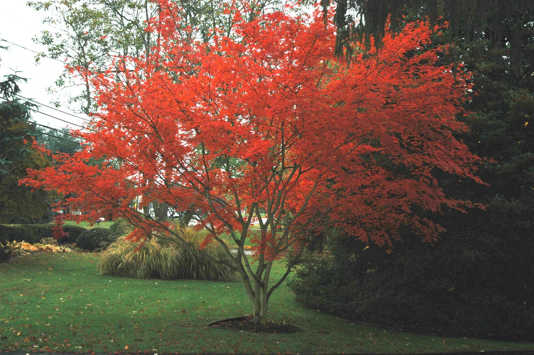 Acer Palmatum Trompenburg - Image 3
