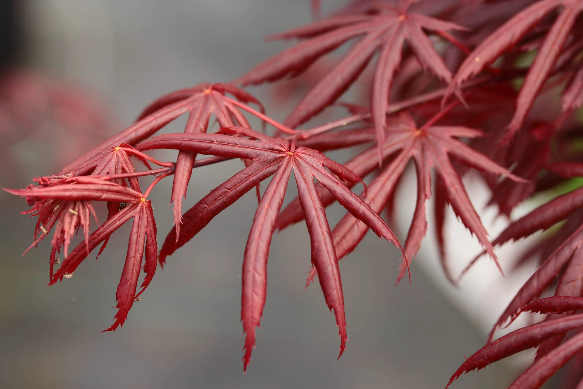 Acer Palmatum Trompenburg - Image 4