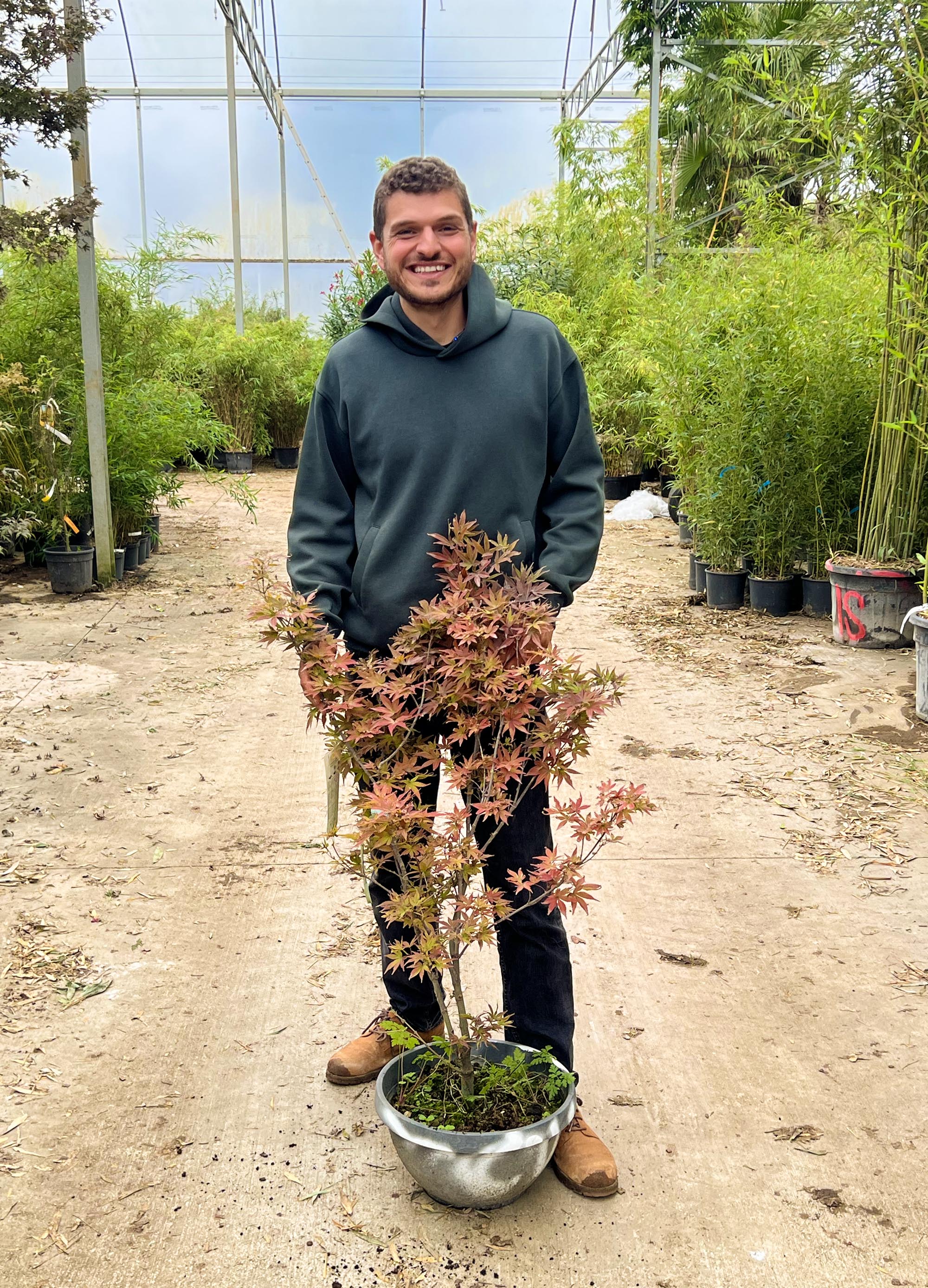 Acer Palmatum ‘Twombly’s Red Sentinel’ - Image 3