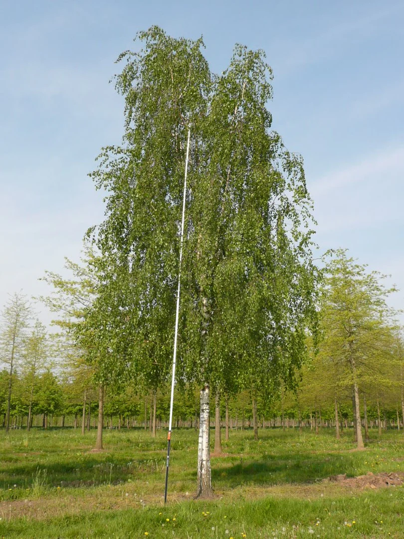 Bouleau commun - Image 3