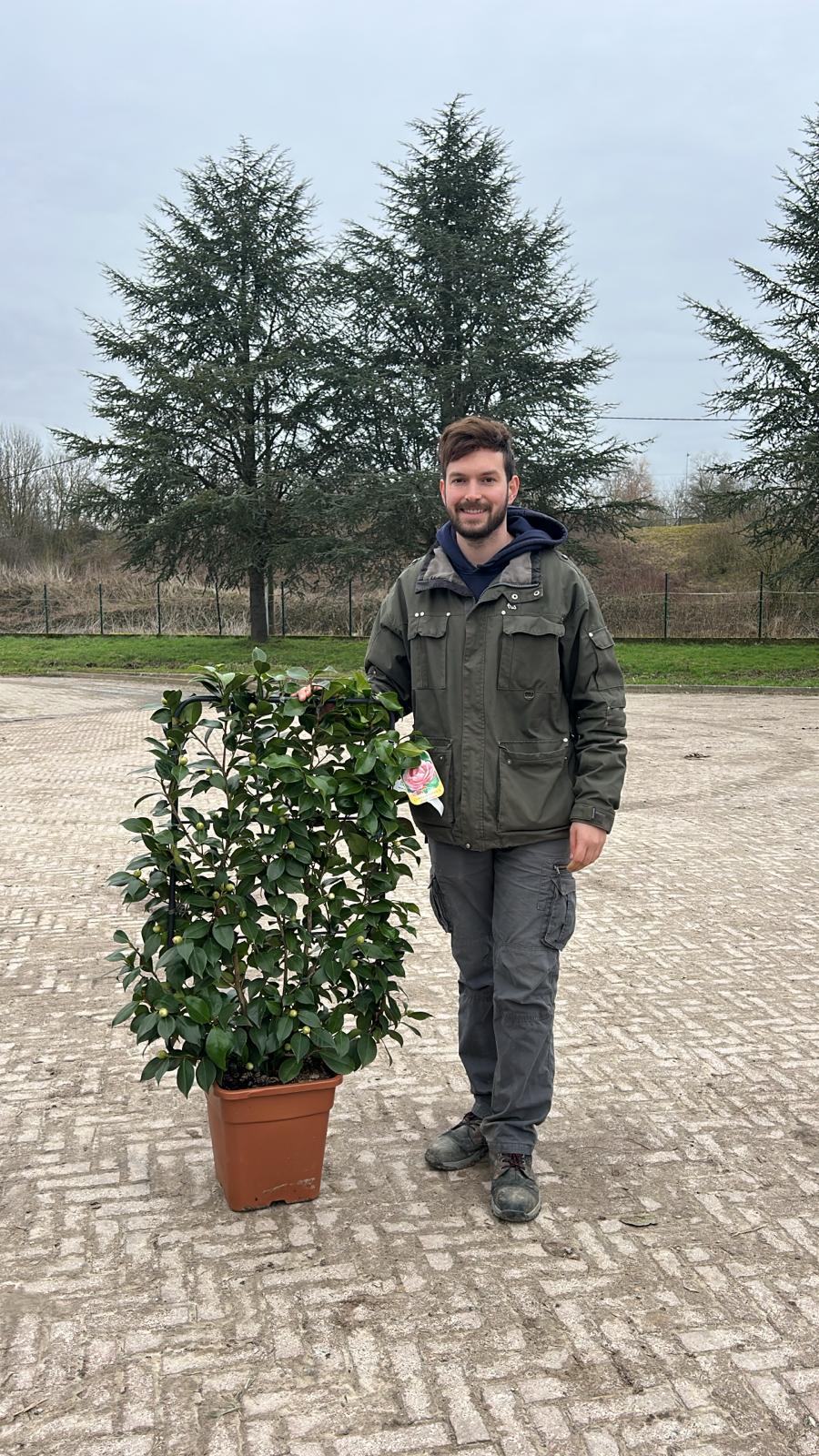 Camélia du Japon en Palissade (Camellia Japonica) - Image 3