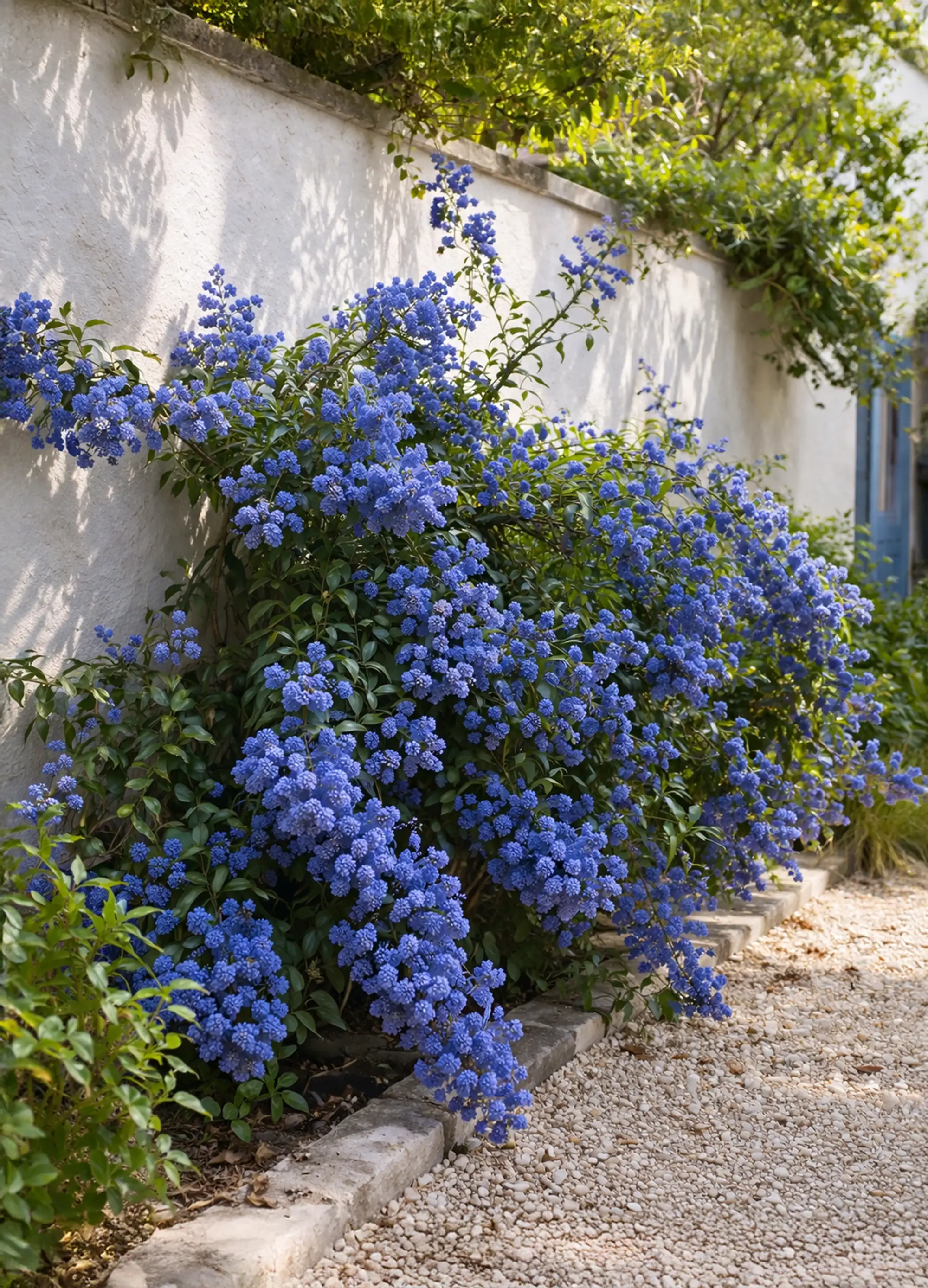Lilas de Californie (Céanothe)