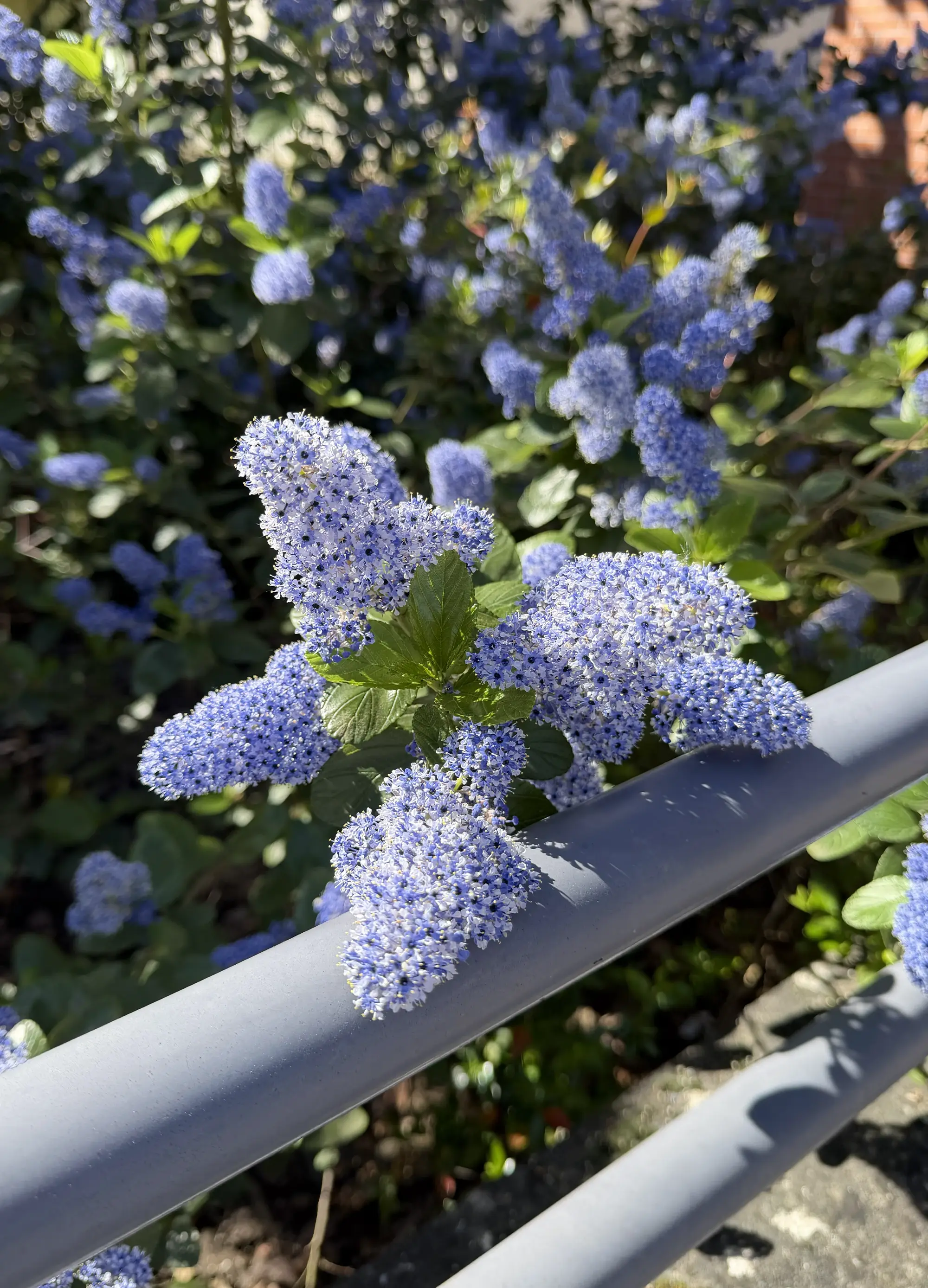 Lilas de Californie (Céanothe) - Image 2