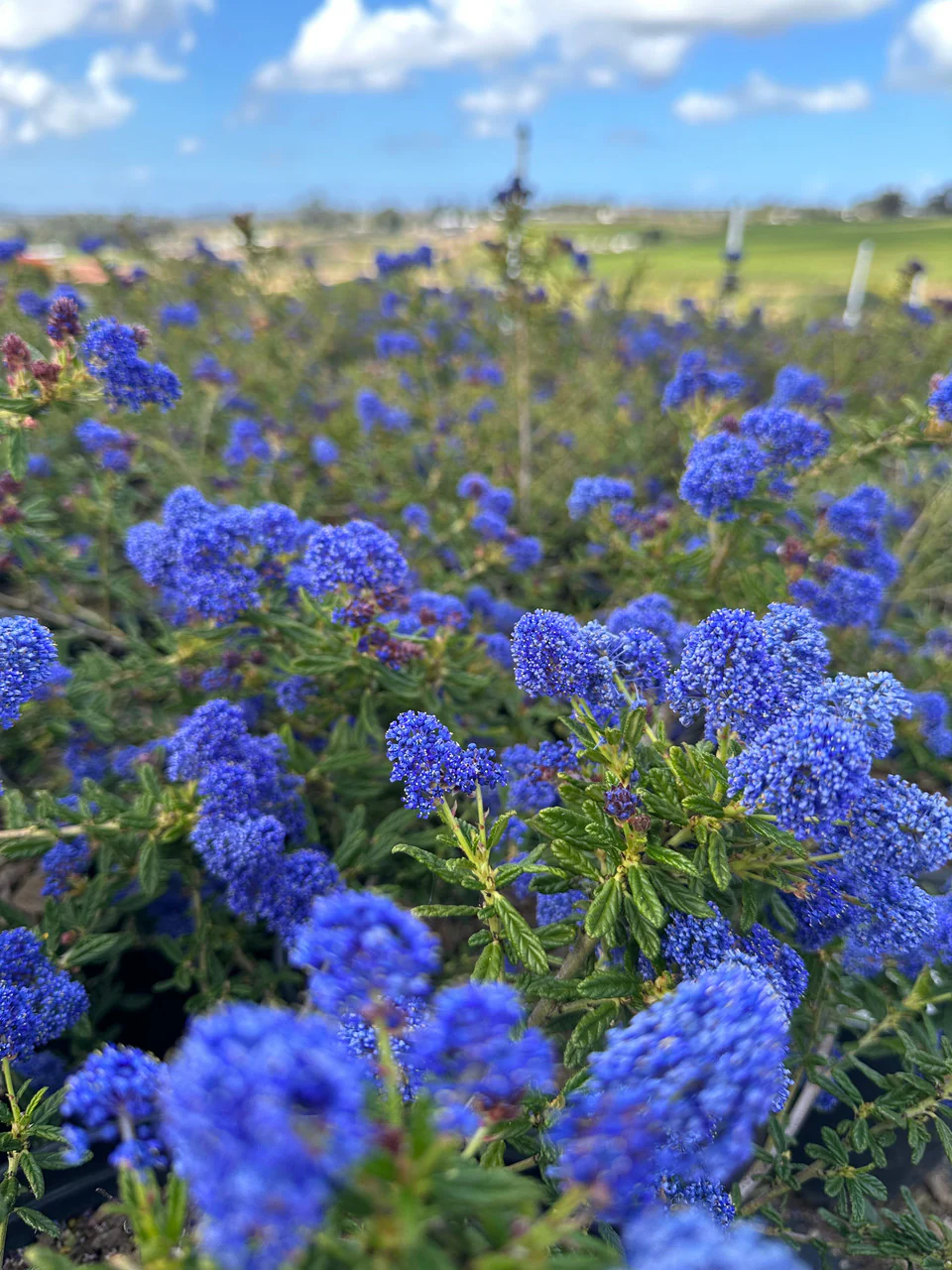 Lilas de Californie (Céanothe) - Image 3