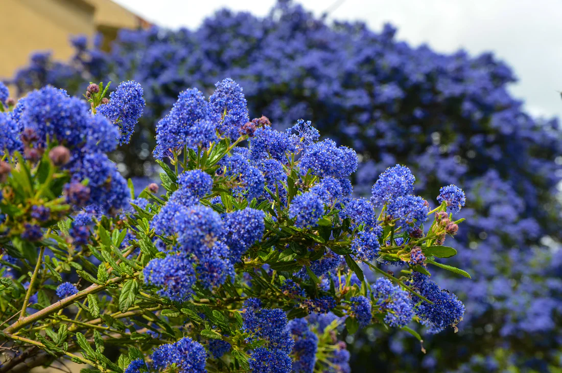 Lilas de Californie (Céanothe) - Image 4