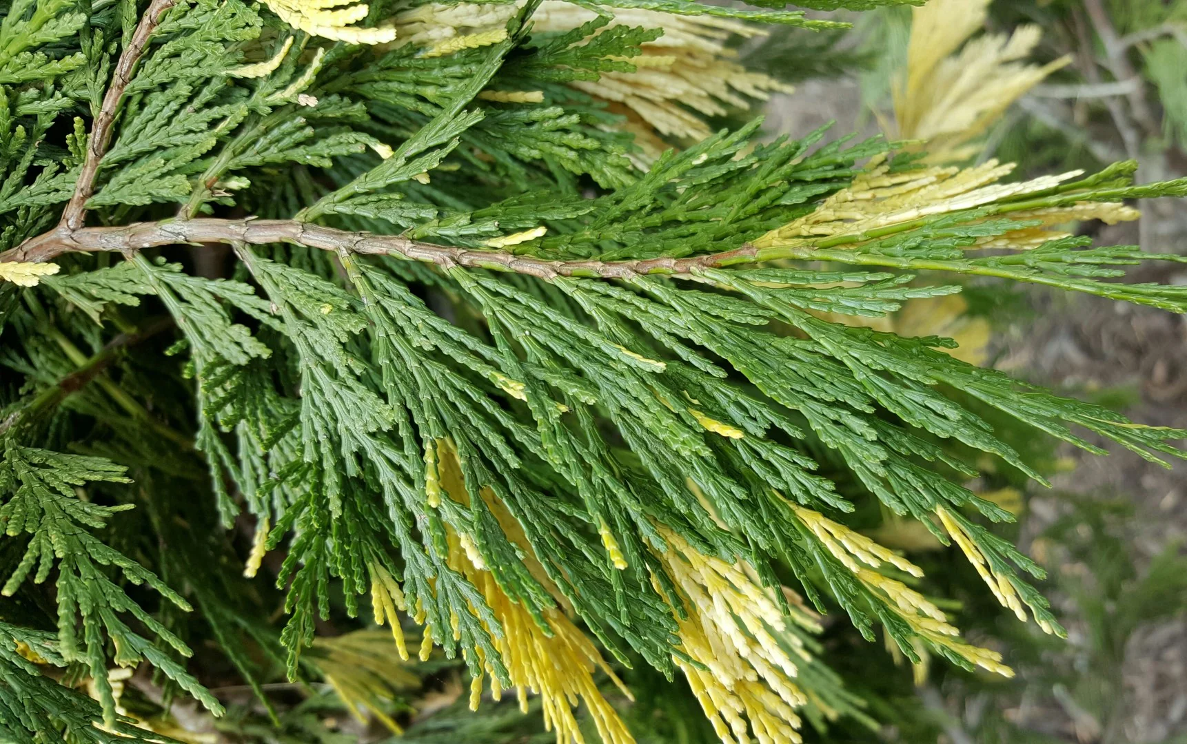 Cèdre blanc de Californie (Calocedrus decurrens Aureovariegata) - Image 2