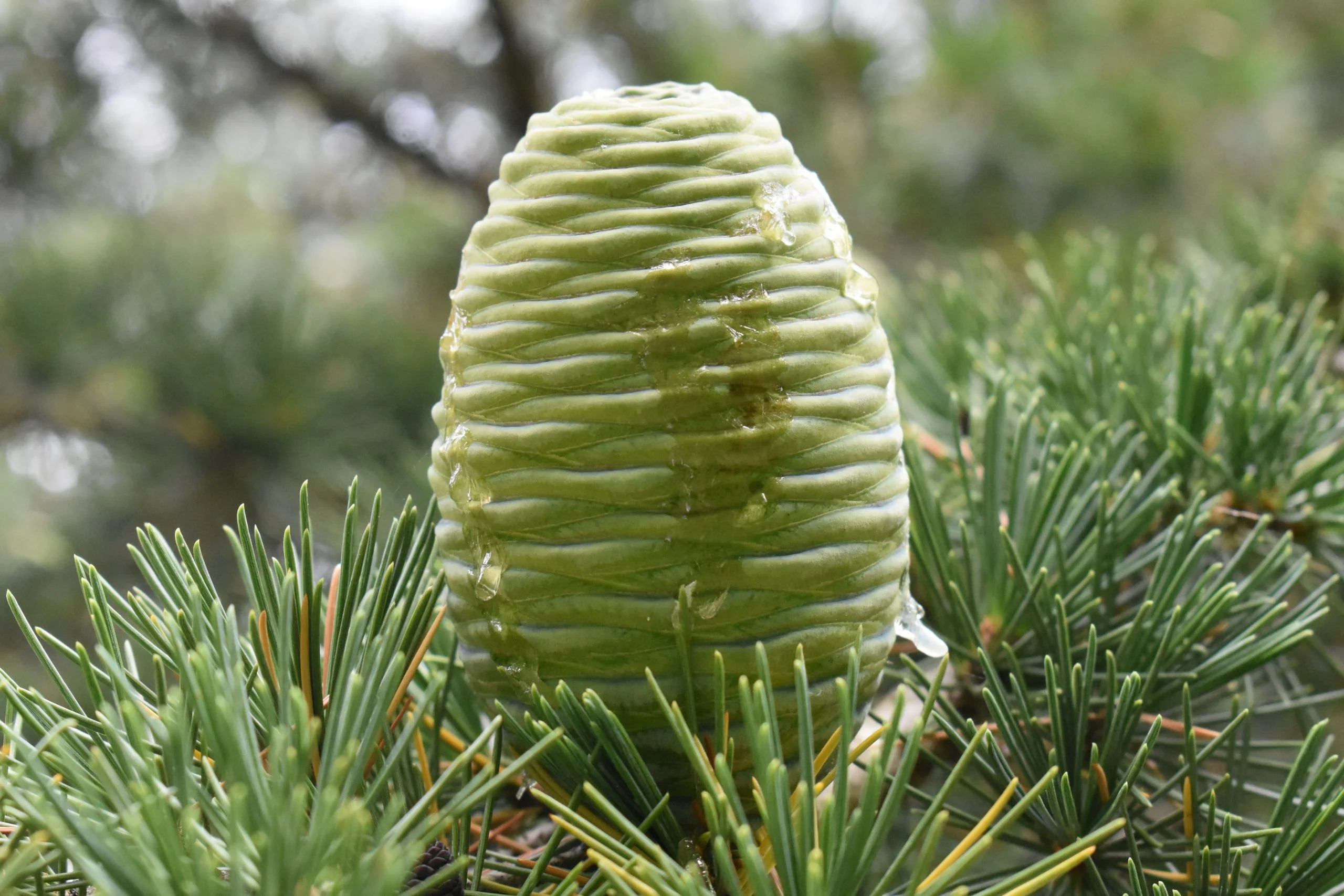 Cèdre de l'Himalaya (Cedrus deodara) - Image 2