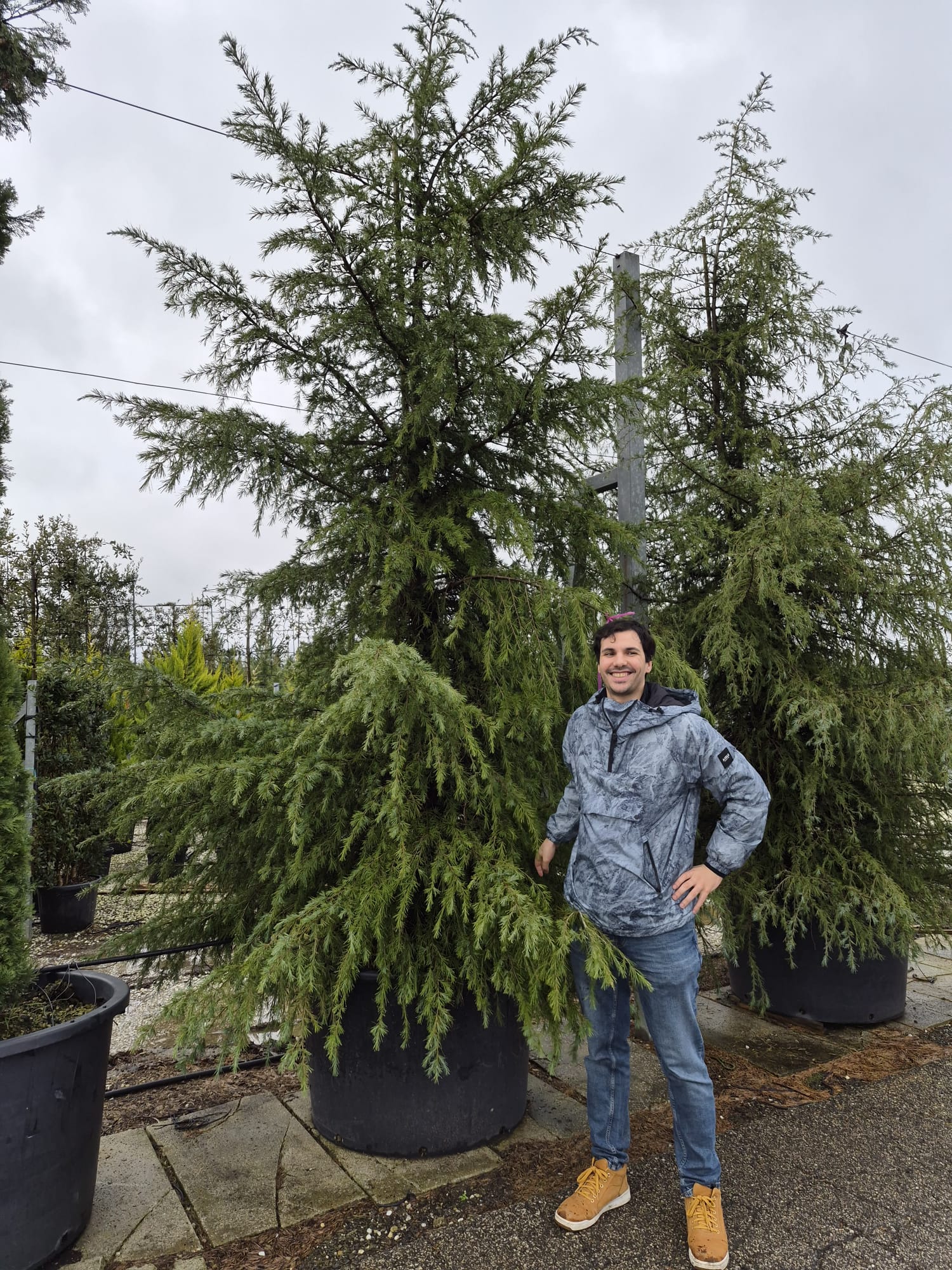 Cèdre de l'Himalaya (Cedrus deodara) - Image 3