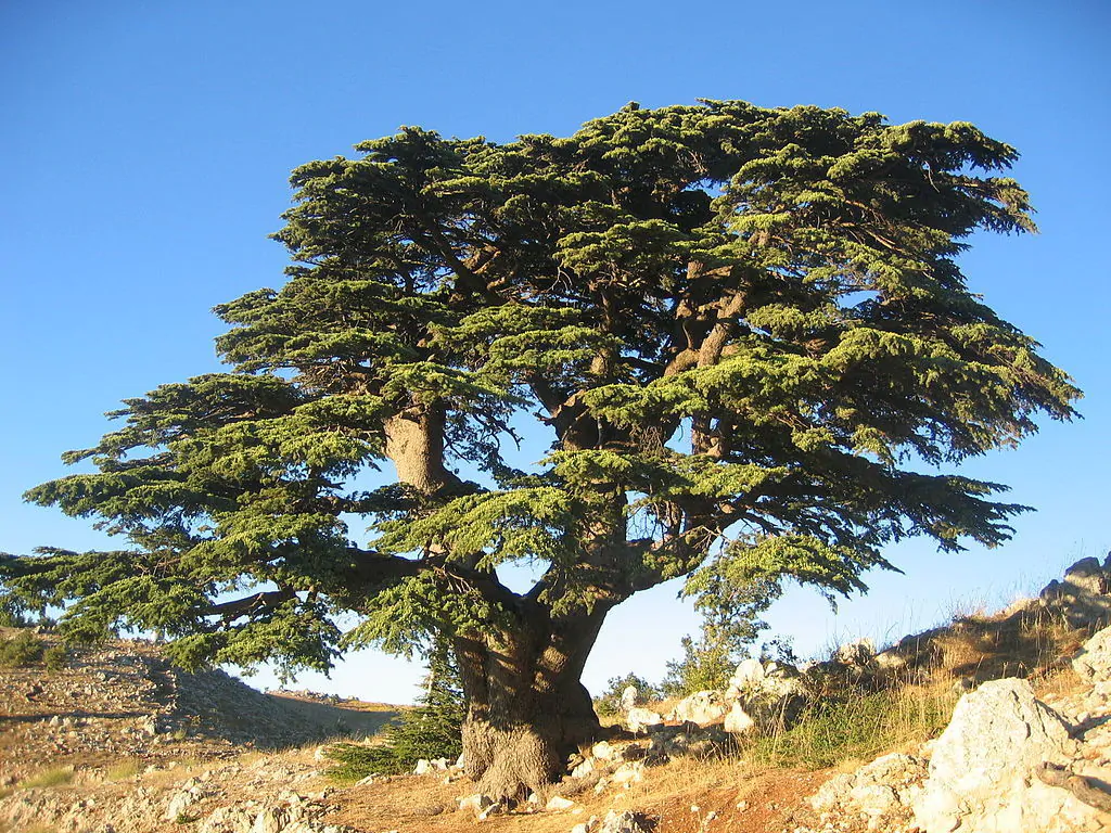 Cèdre du Liban - Image 3