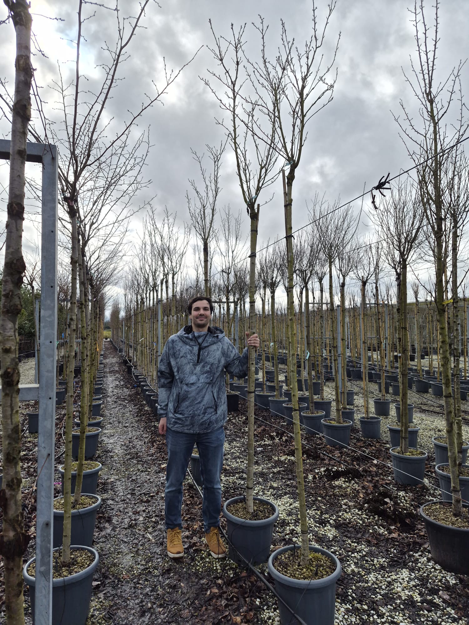 Cerisier à grappes Sunset Boulevard en tige (Prunus Serrulata Sunset Boulevard) - Image 4