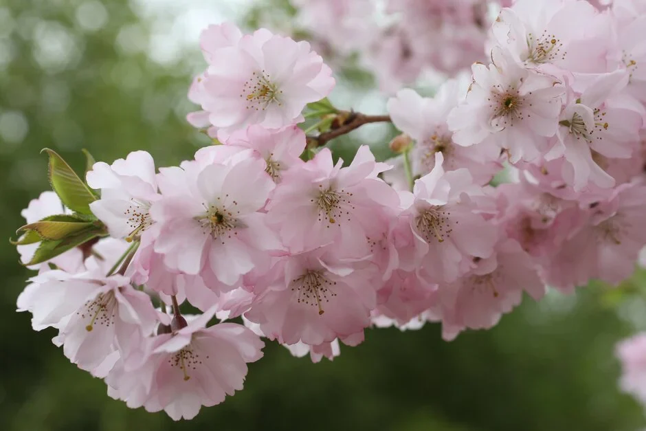 Cerisier du Japon Accolade (Prunus Accolade) - Image 2