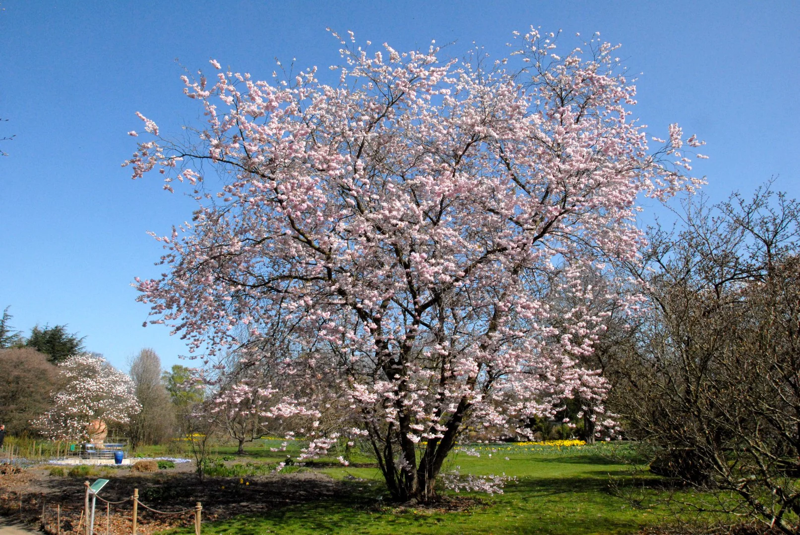 Cerisier du Japon Accolade (Prunus Accolade) - Image 4