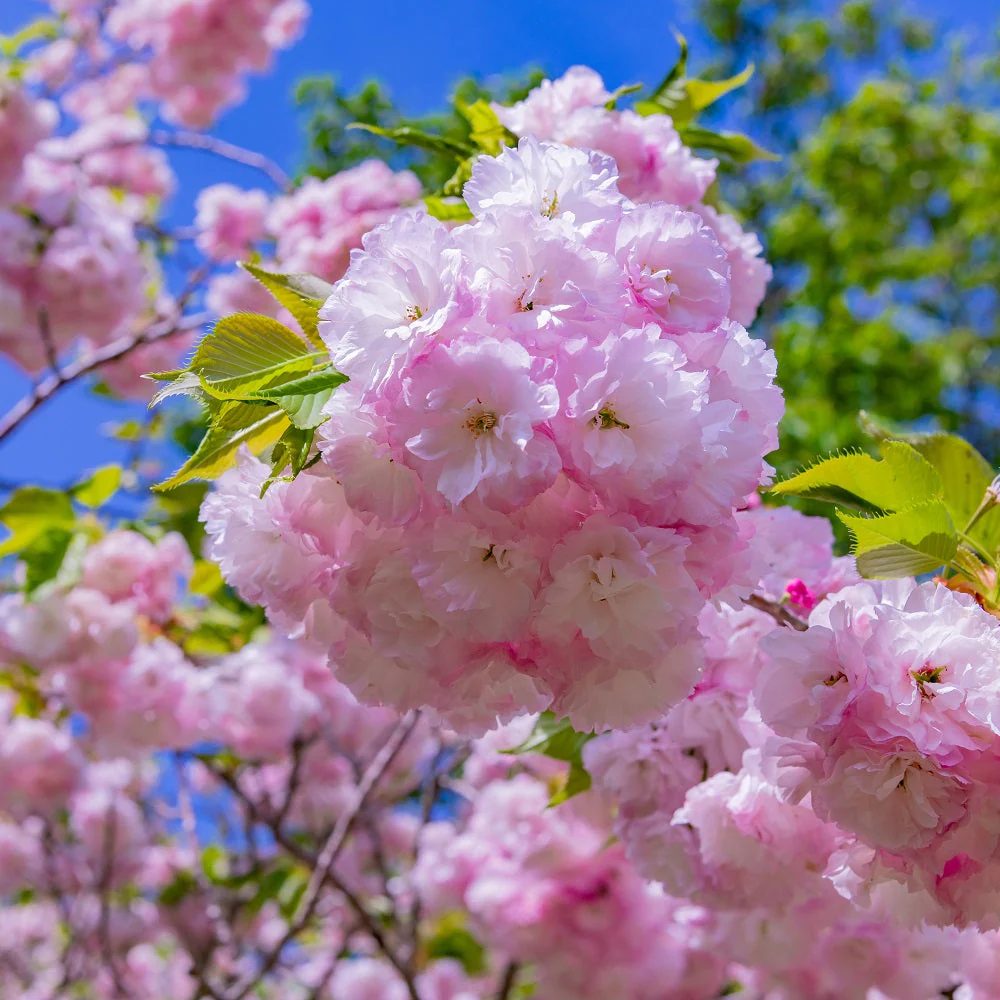 Cerisier Japonais à Fleurs en demi-tige (Prunus Serrulata Kanzan) - Image 2