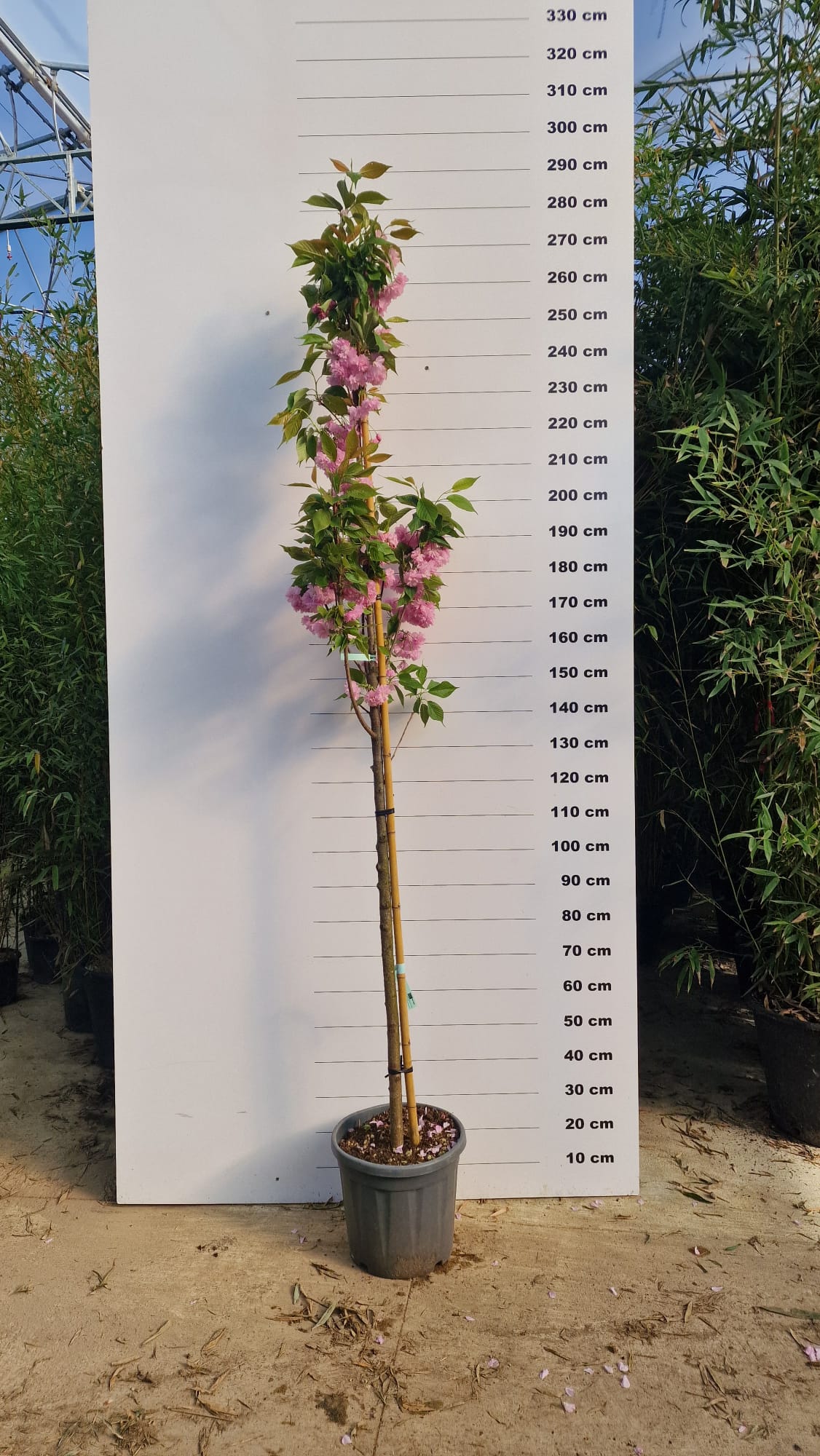 Cerisier Japonais à Fleurs en demi-tige (Prunus Serrulata Kanzan) - Image 3