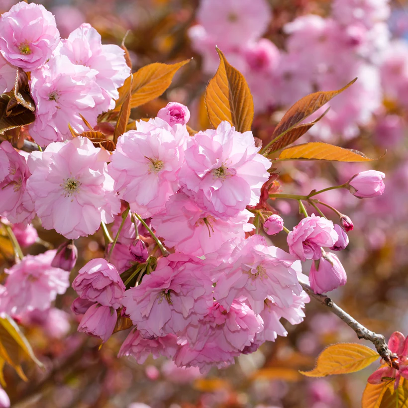 Cerisier Japonais à Fleurs en touffe (Prunus Serrulata Kanzan) - Image 2