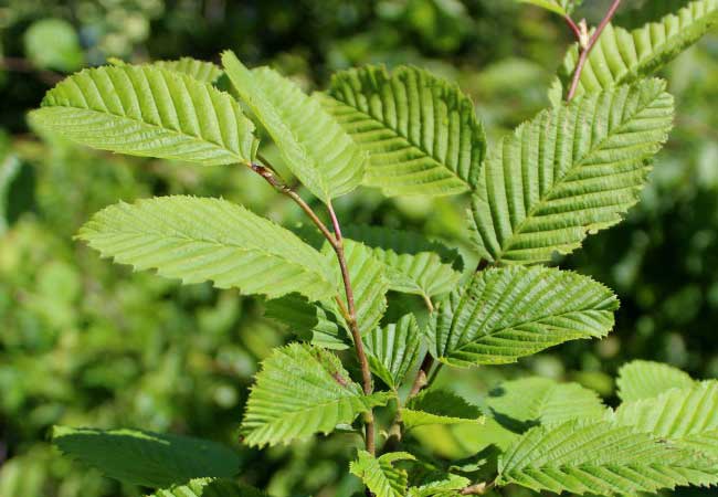 Charme commun (Carpinus betulus) - Image 2