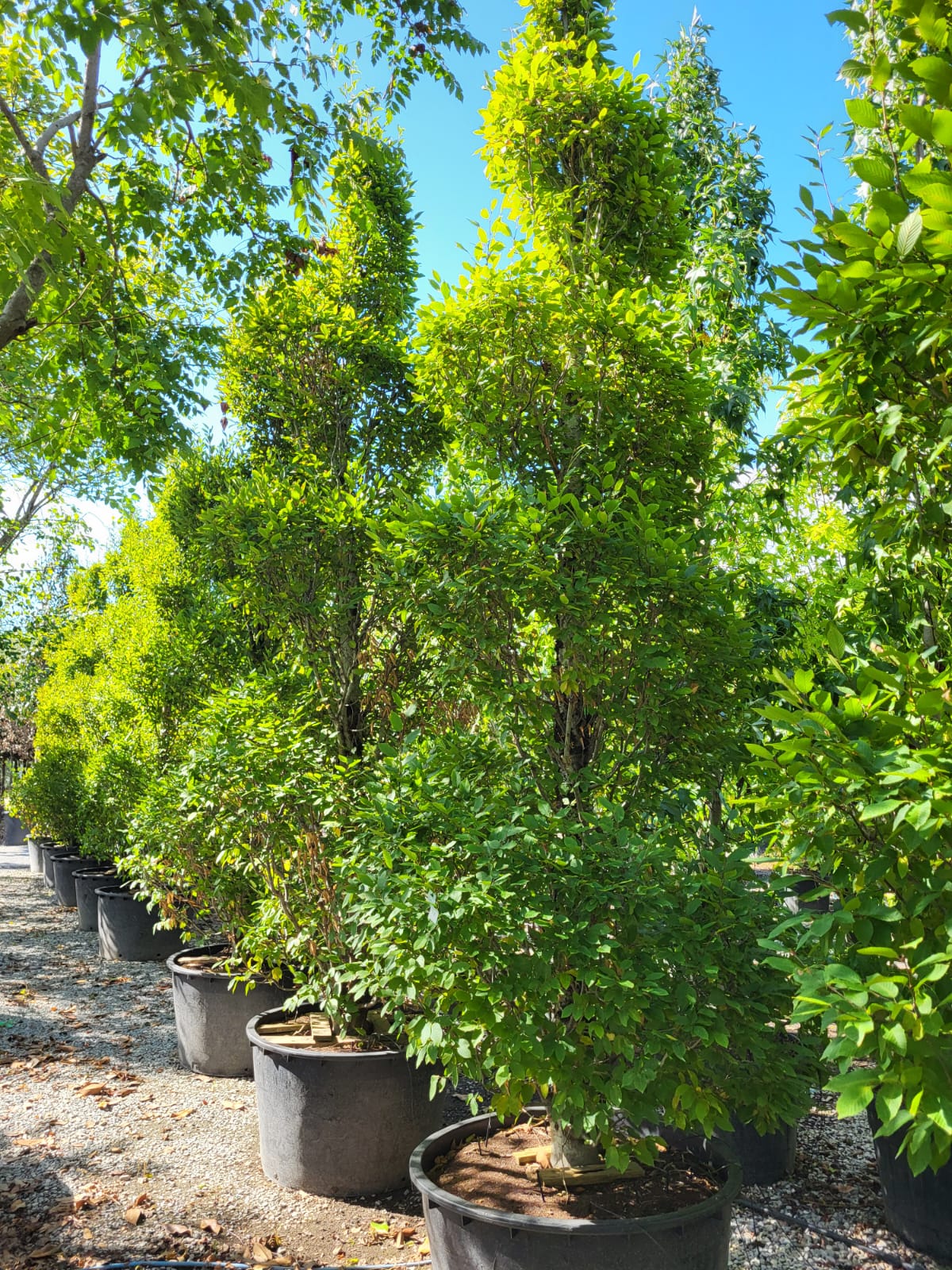 Charme commun (Carpinus betulus) - Image 3