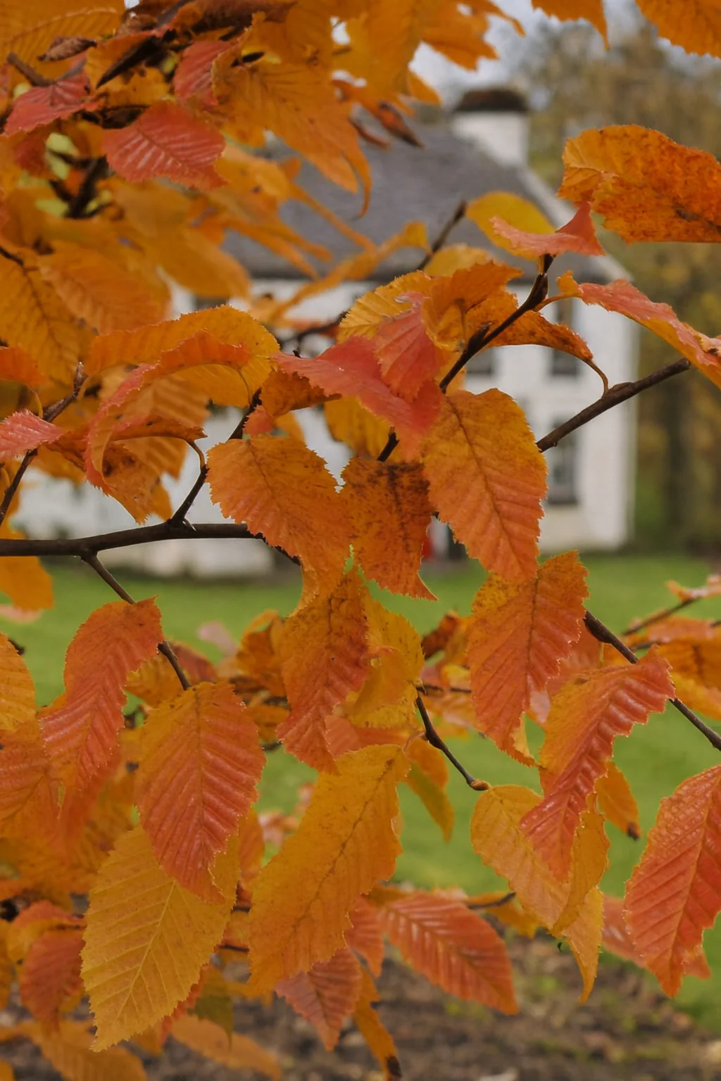 Charme commun (Carpinus betulus) - Image 7