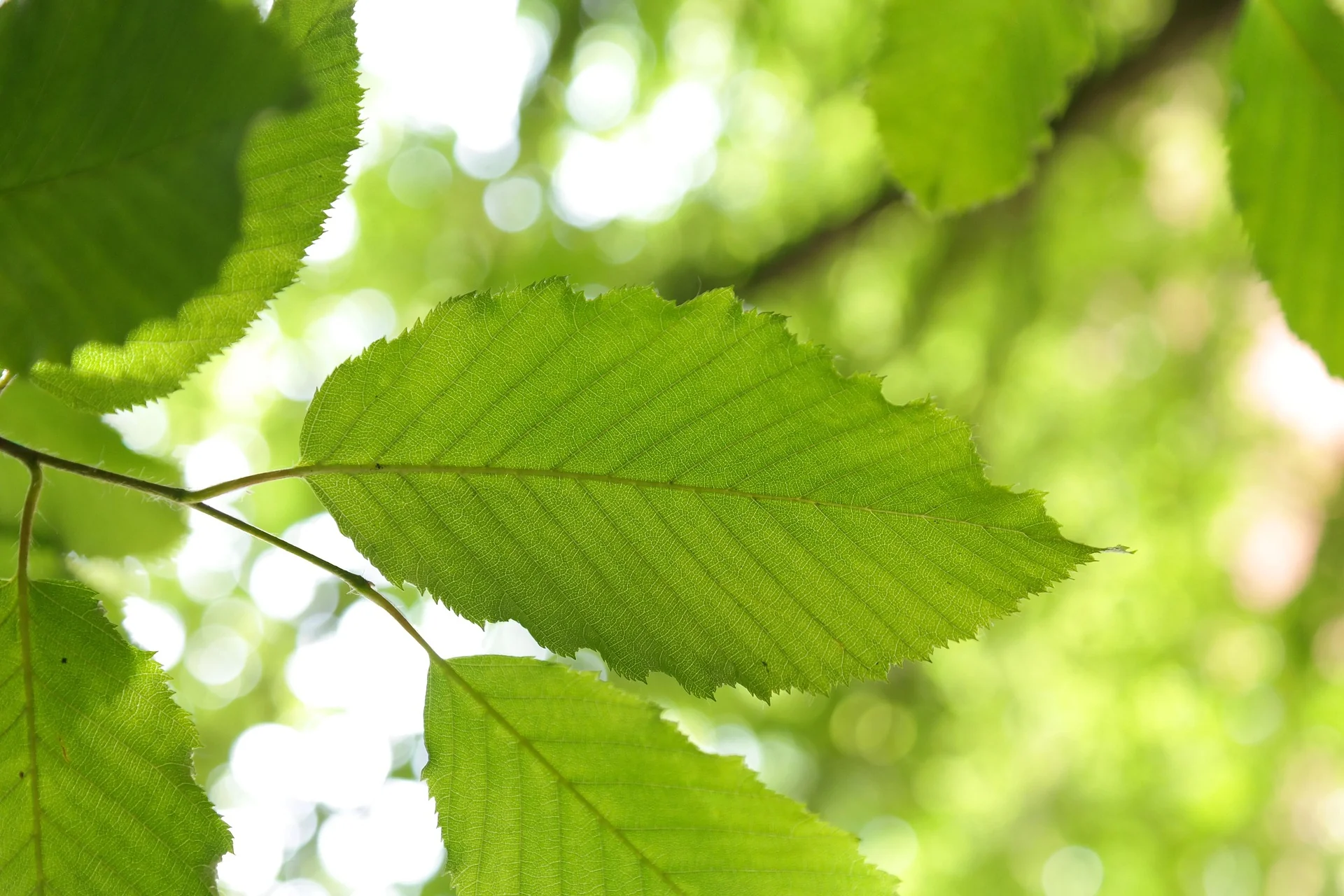 Charme commun (Carpinus betulus) - Image 8