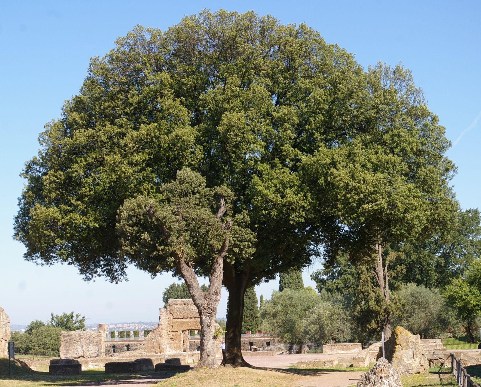 Chêne vert en palissade - Image 3
