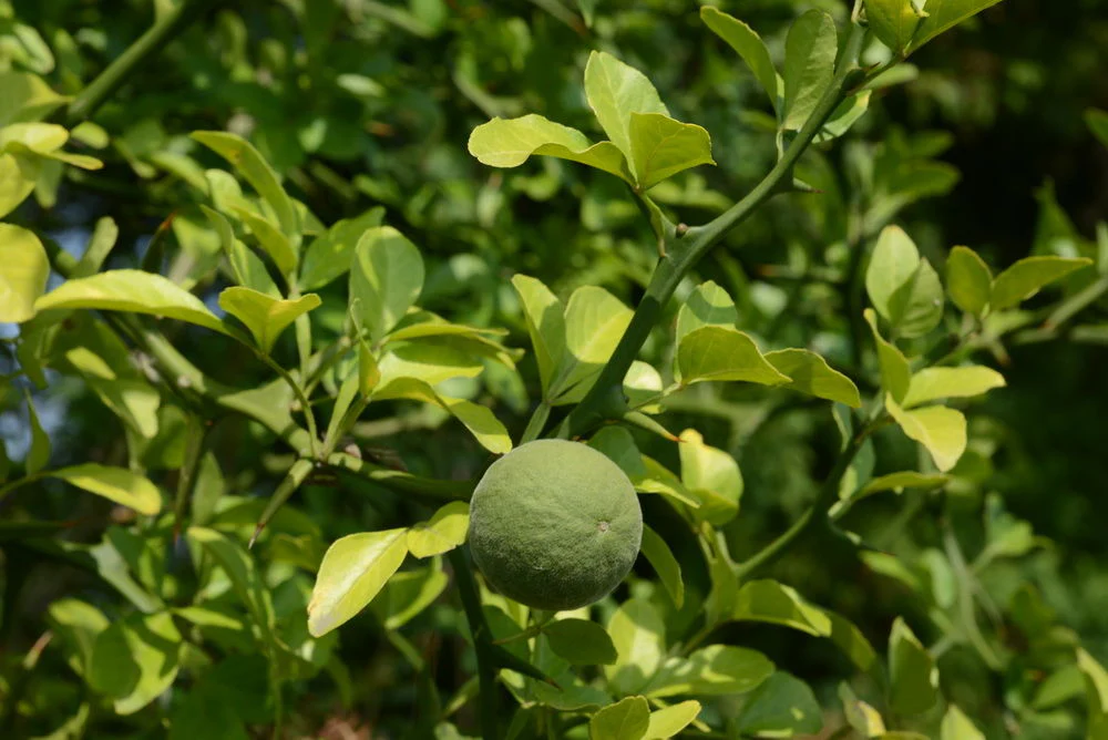 Citronnier Épineux (Poncirus trifoliata) - Image 3