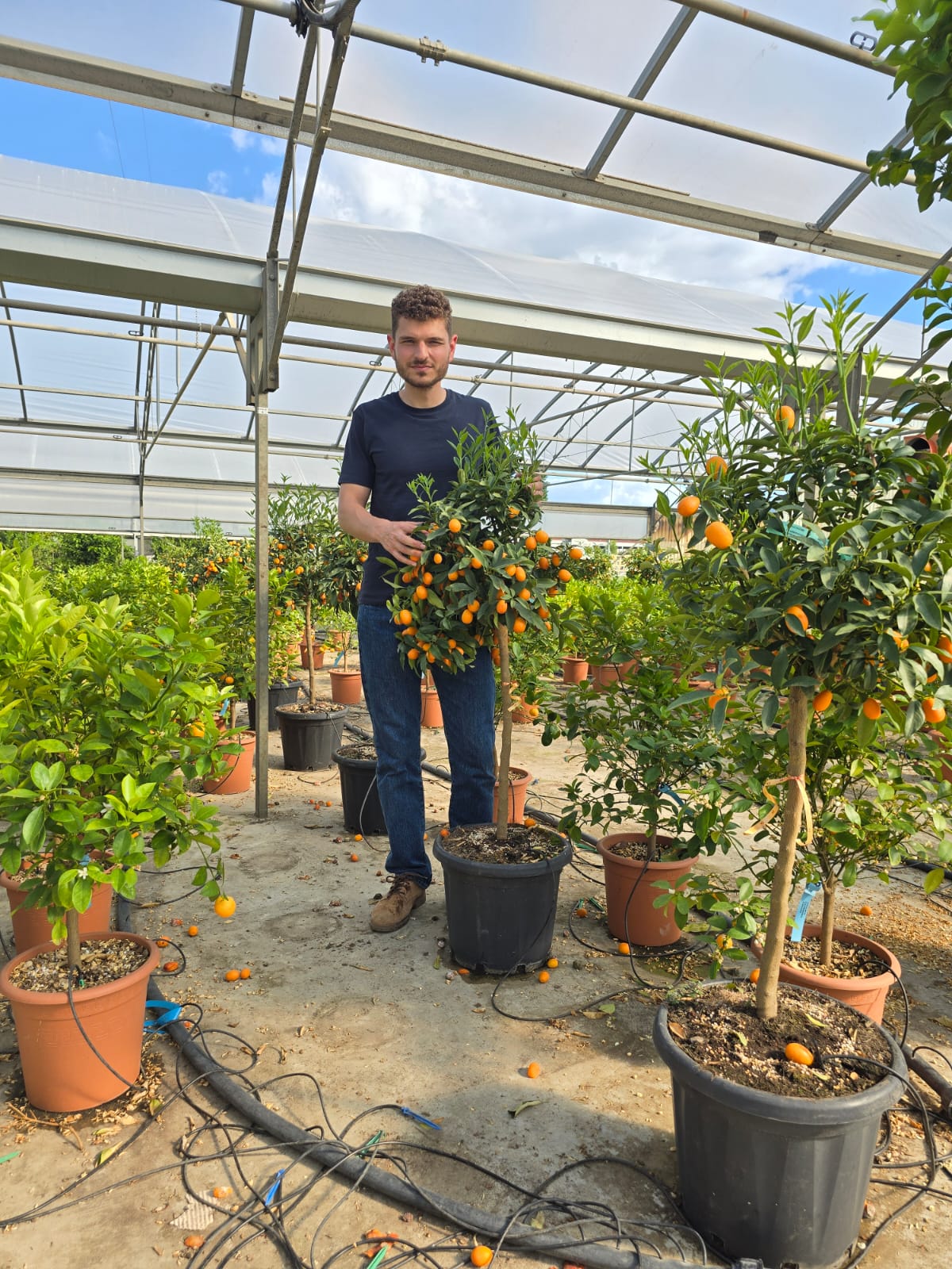 Citronnier Kumquat - Image 5