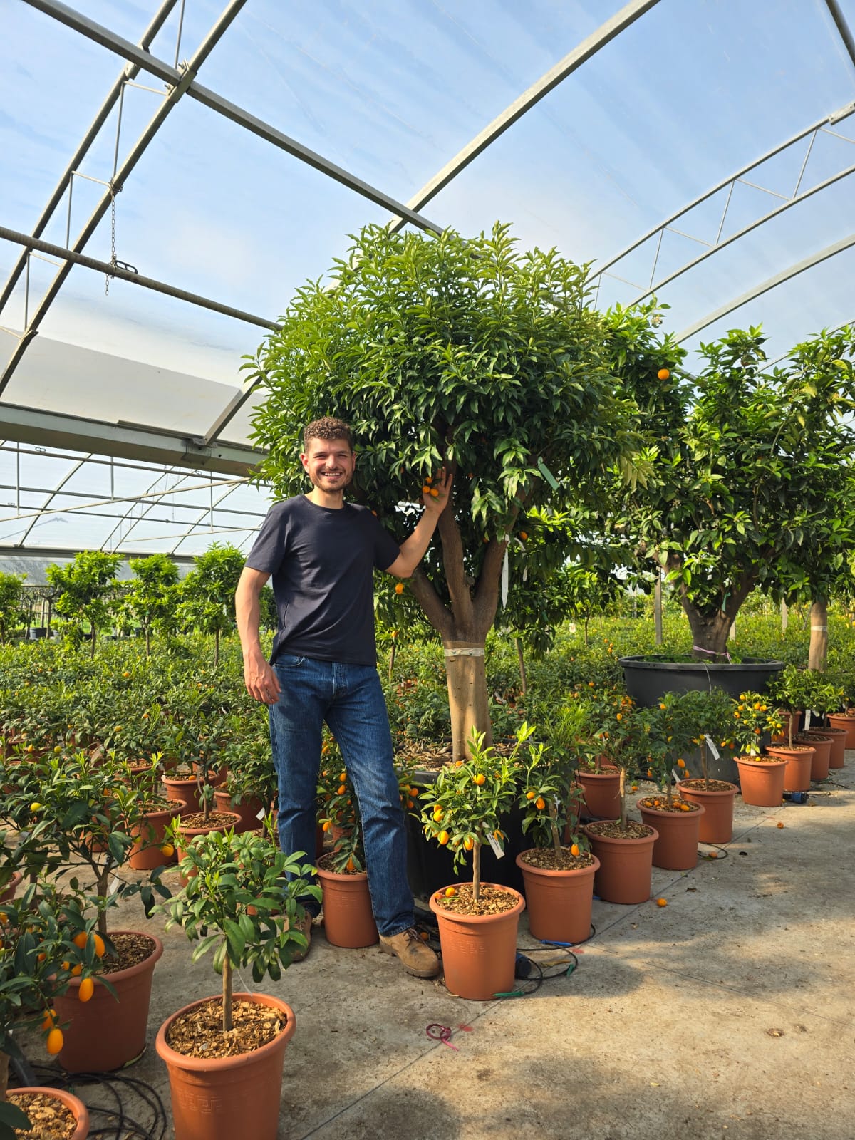 Citronnier Kumquat - Image 6