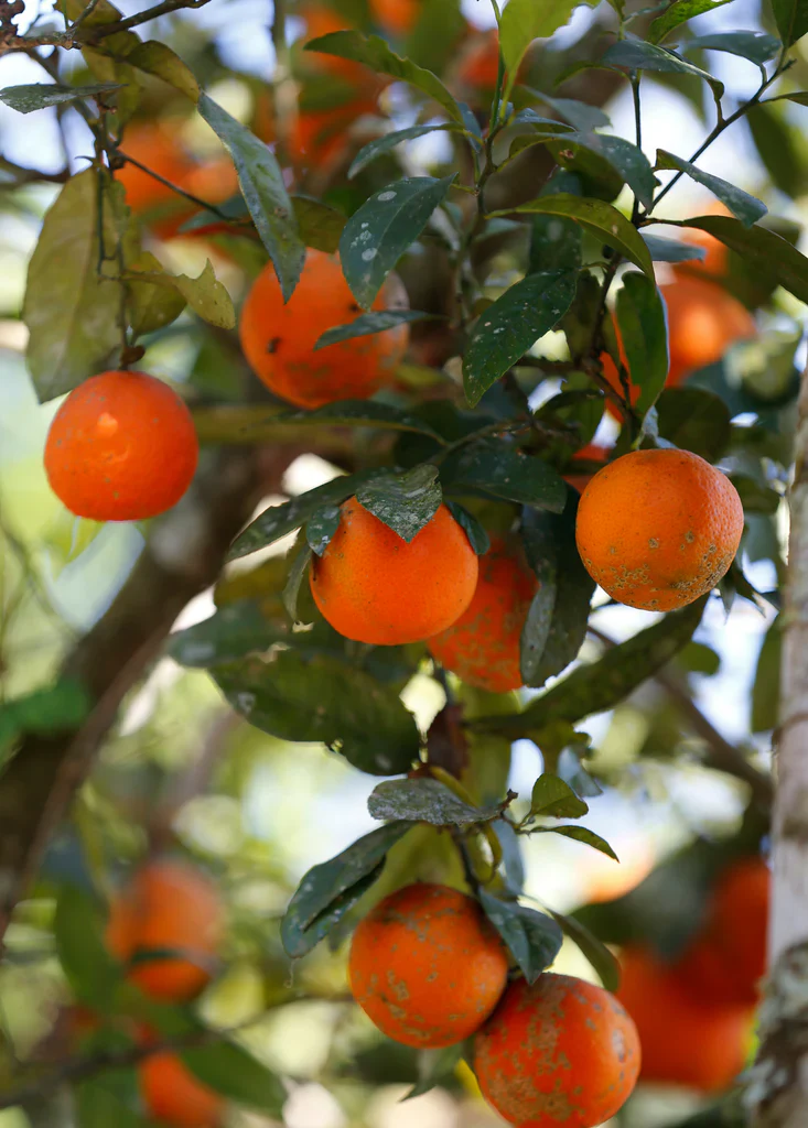 Citronnier Lime Rouge - Image 4