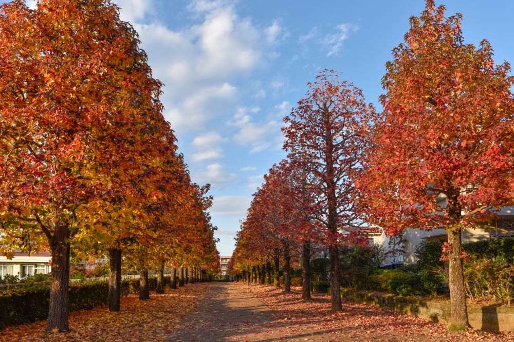 Copalme d'Amérique en tige (Liquidambar Styraciflua) - Image 3