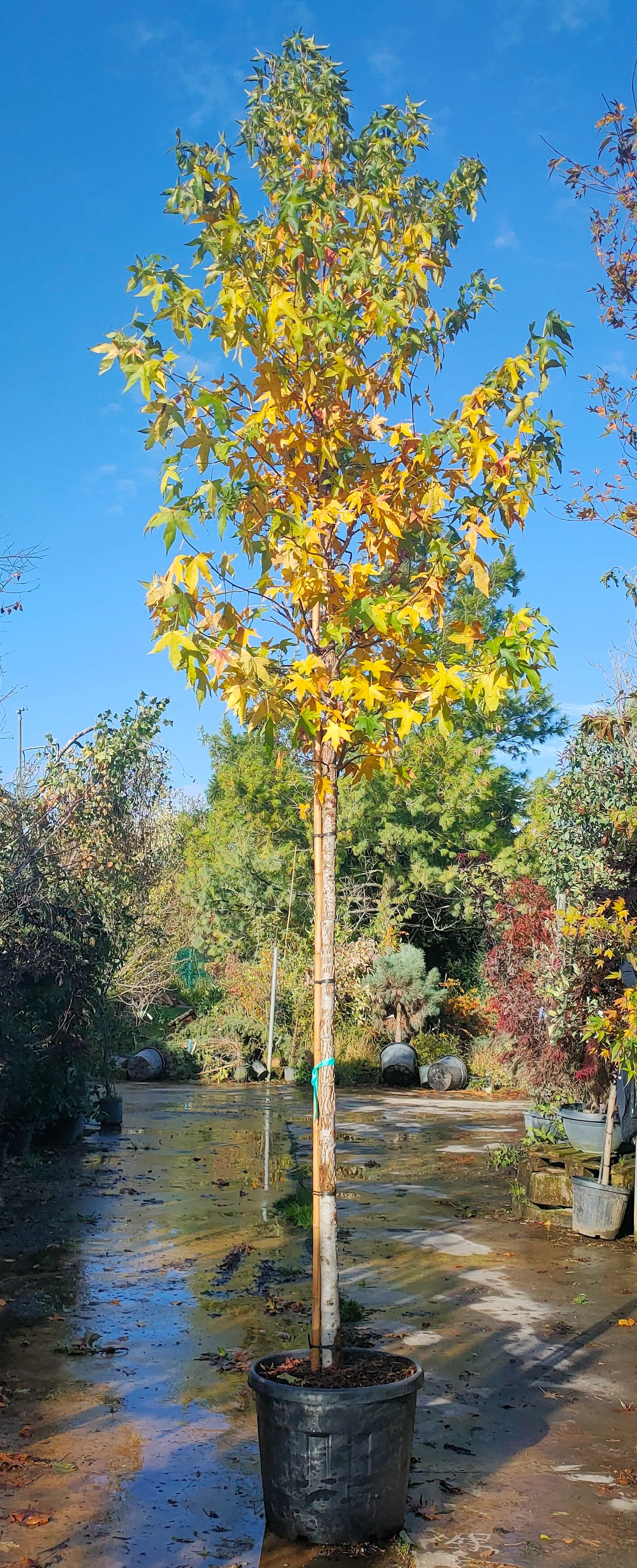 Copalme d'Amérique en tige (Liquidambar Styraciflua) - Image 5
